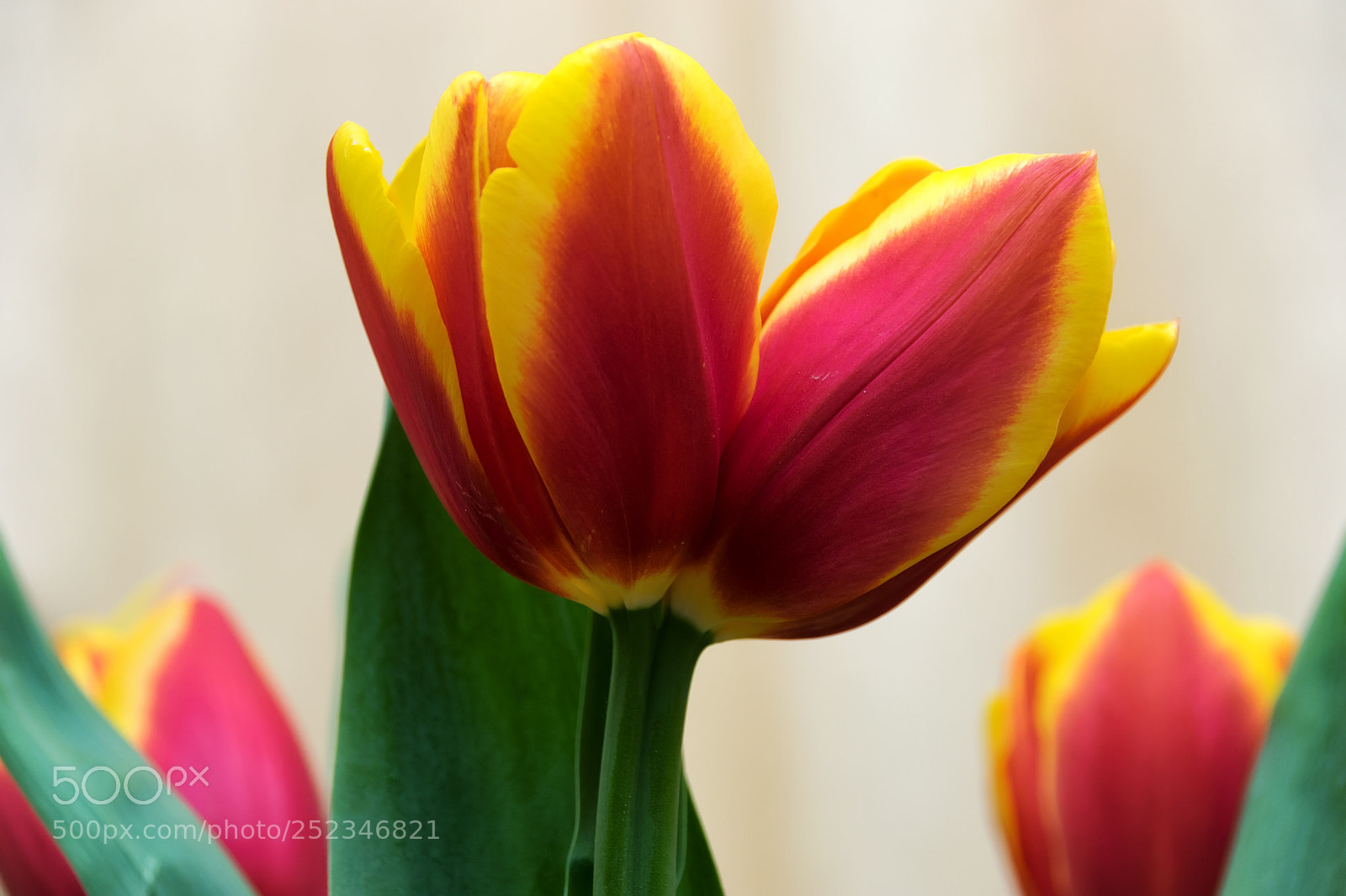 Nikon D3300 sample photo. Red yellow tulips. double photography