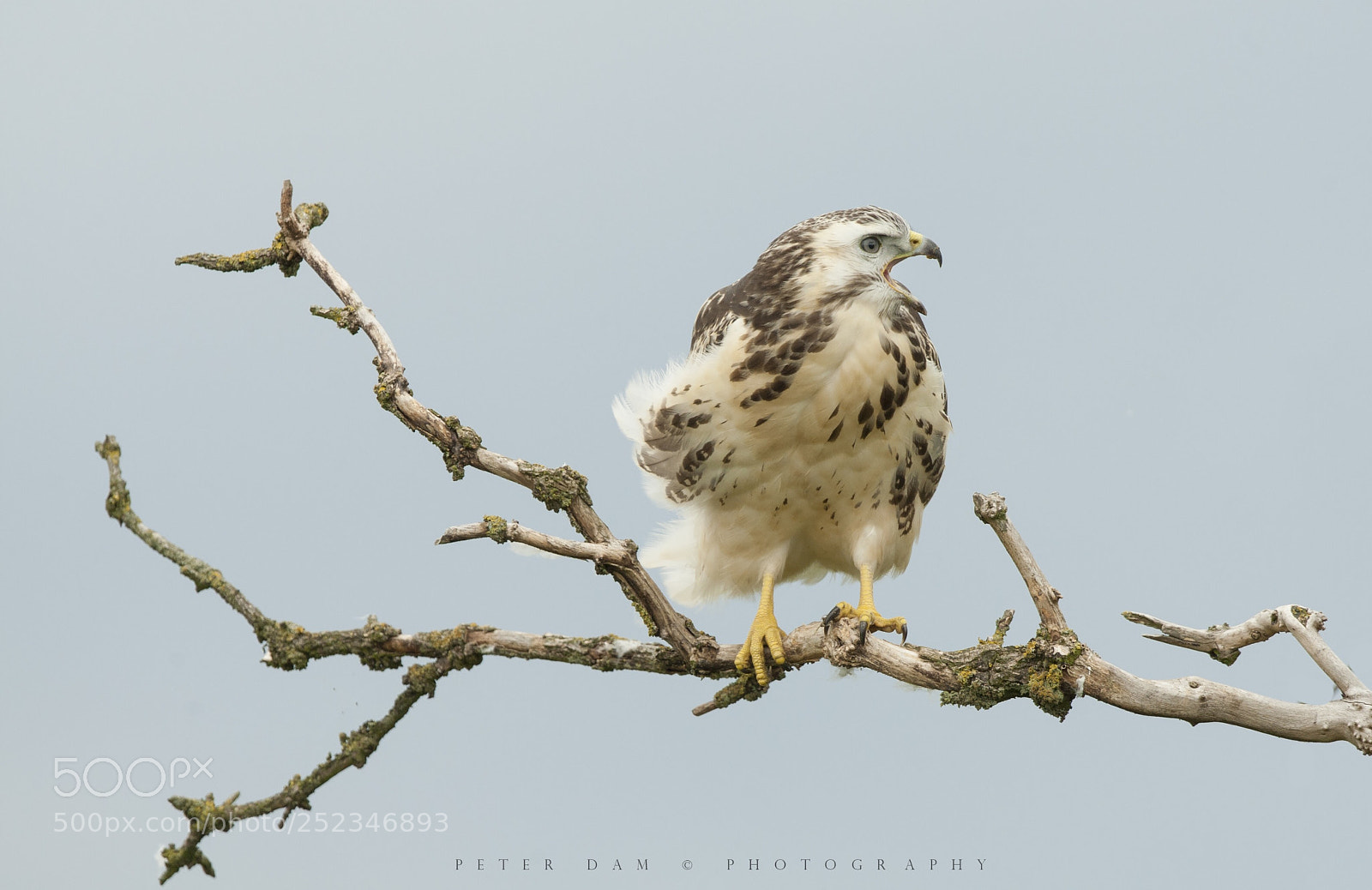 Canon EOS-1D Mark III sample photo. Young buzzard photography