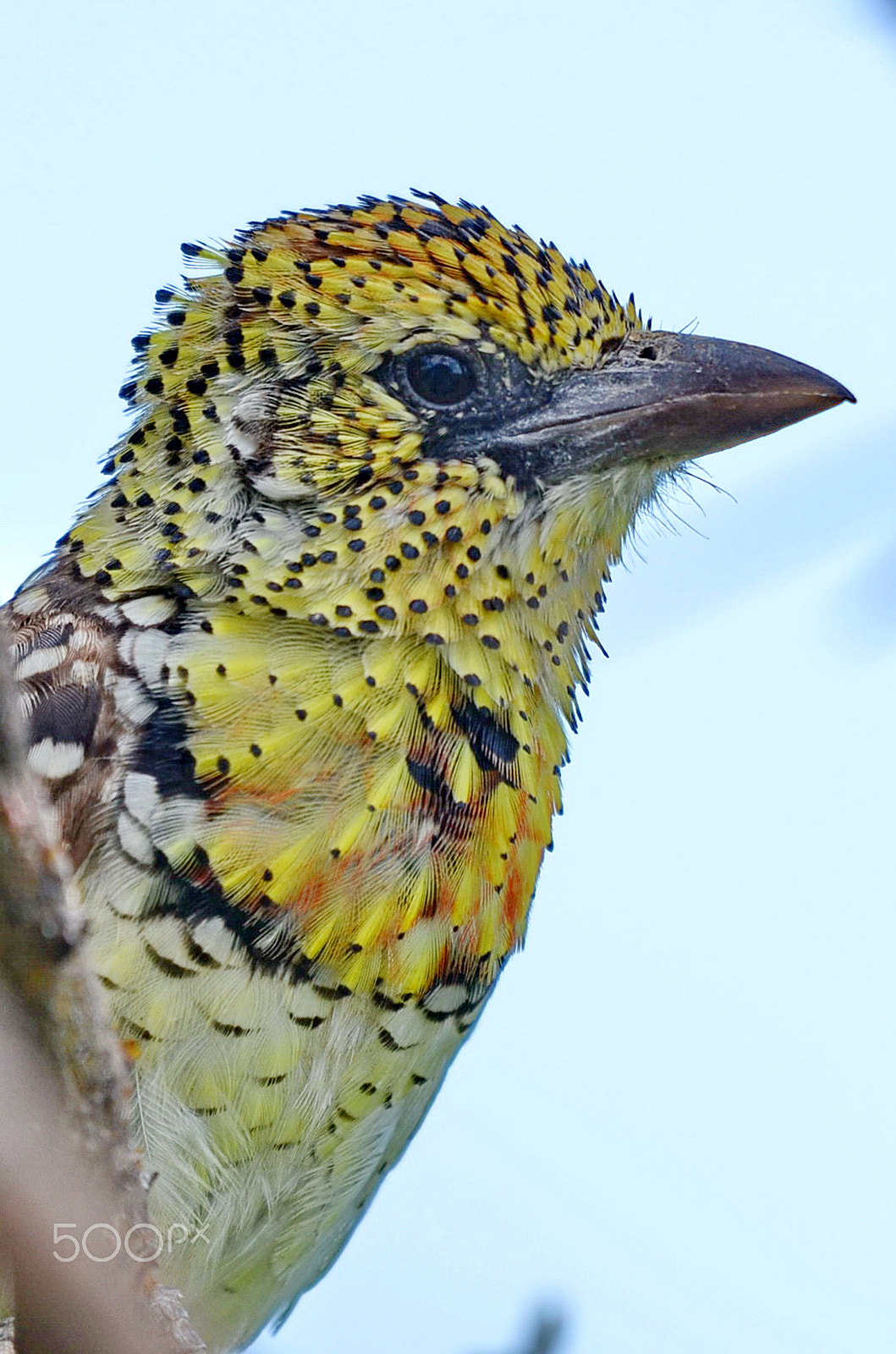 Nikon AF-S Nikkor 200-500mm F5.6E ED VR sample photo. Close up ii photography