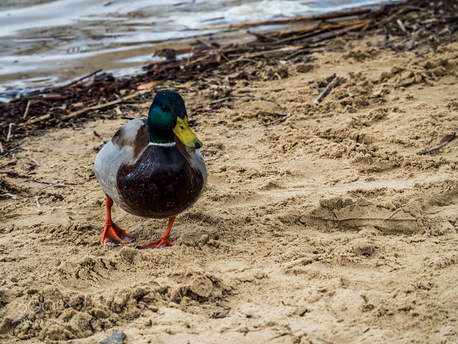 Olympus OM-D E-M5 II sample photo. Olympus digital camera photography