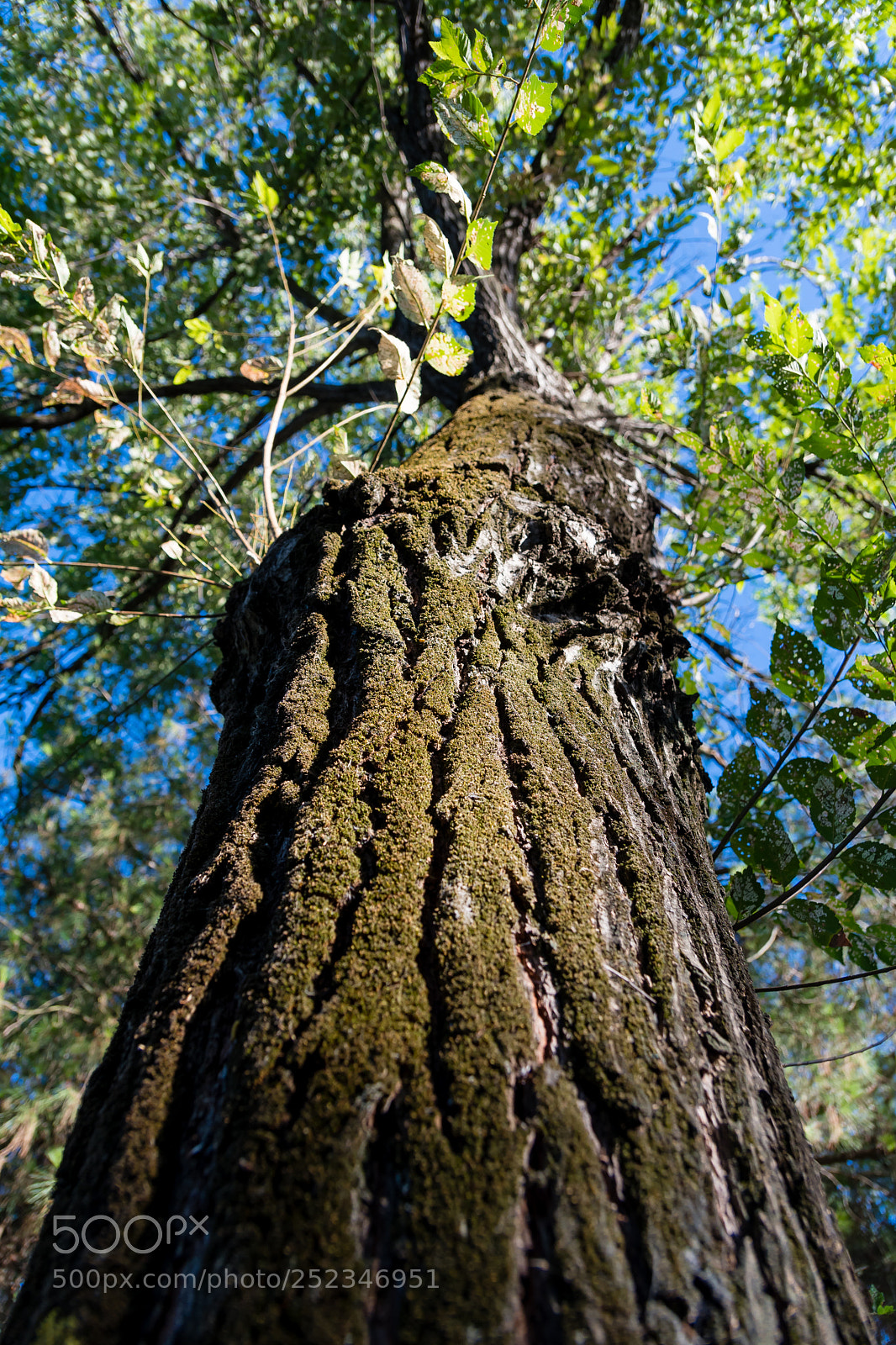 Nikon D500 sample photo. Low angle tree sunset photography