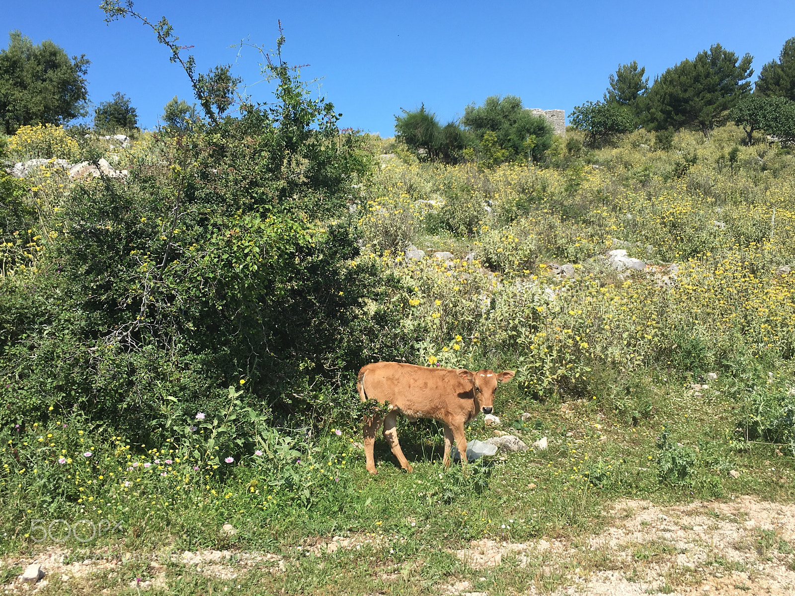 Apple iPhone 6s sample photo. A cuty calf photography