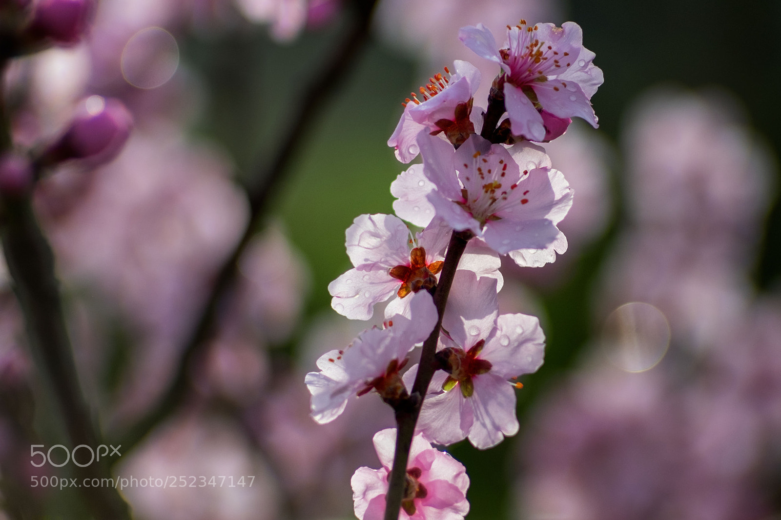 Fujifilm X-T10 sample photo. Spring ii photography