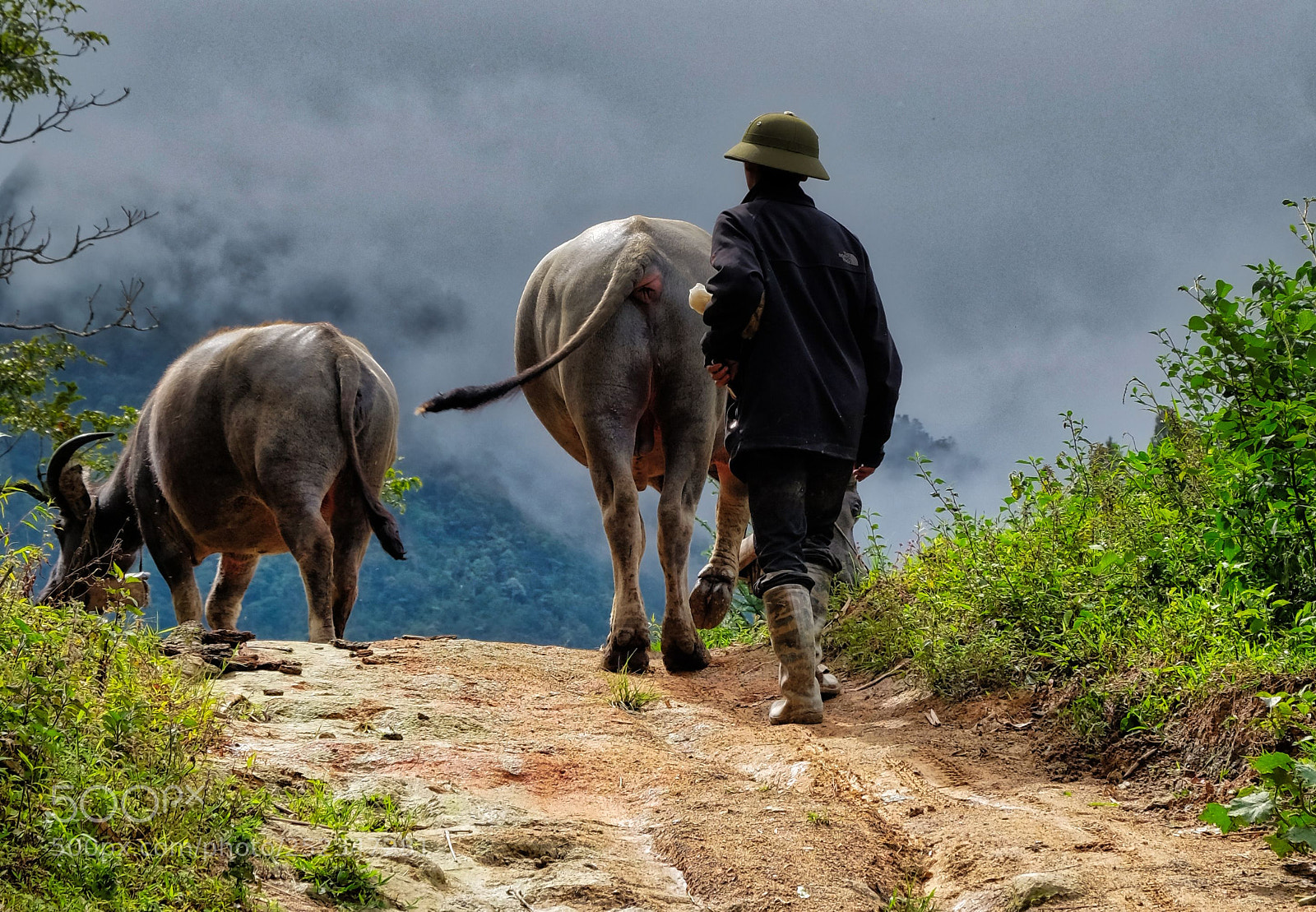 Fujifilm X-T1 sample photo. Water buffalo in the photography