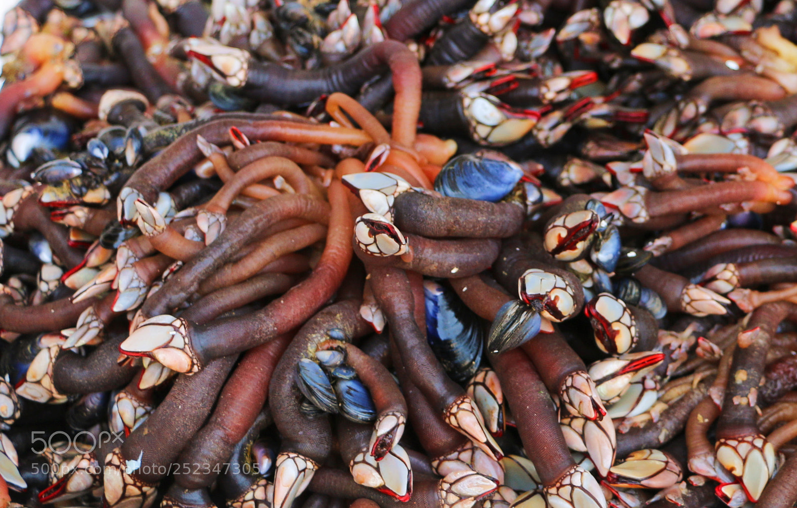 Canon EOS 70D sample photo. Barnacles in the sun photography