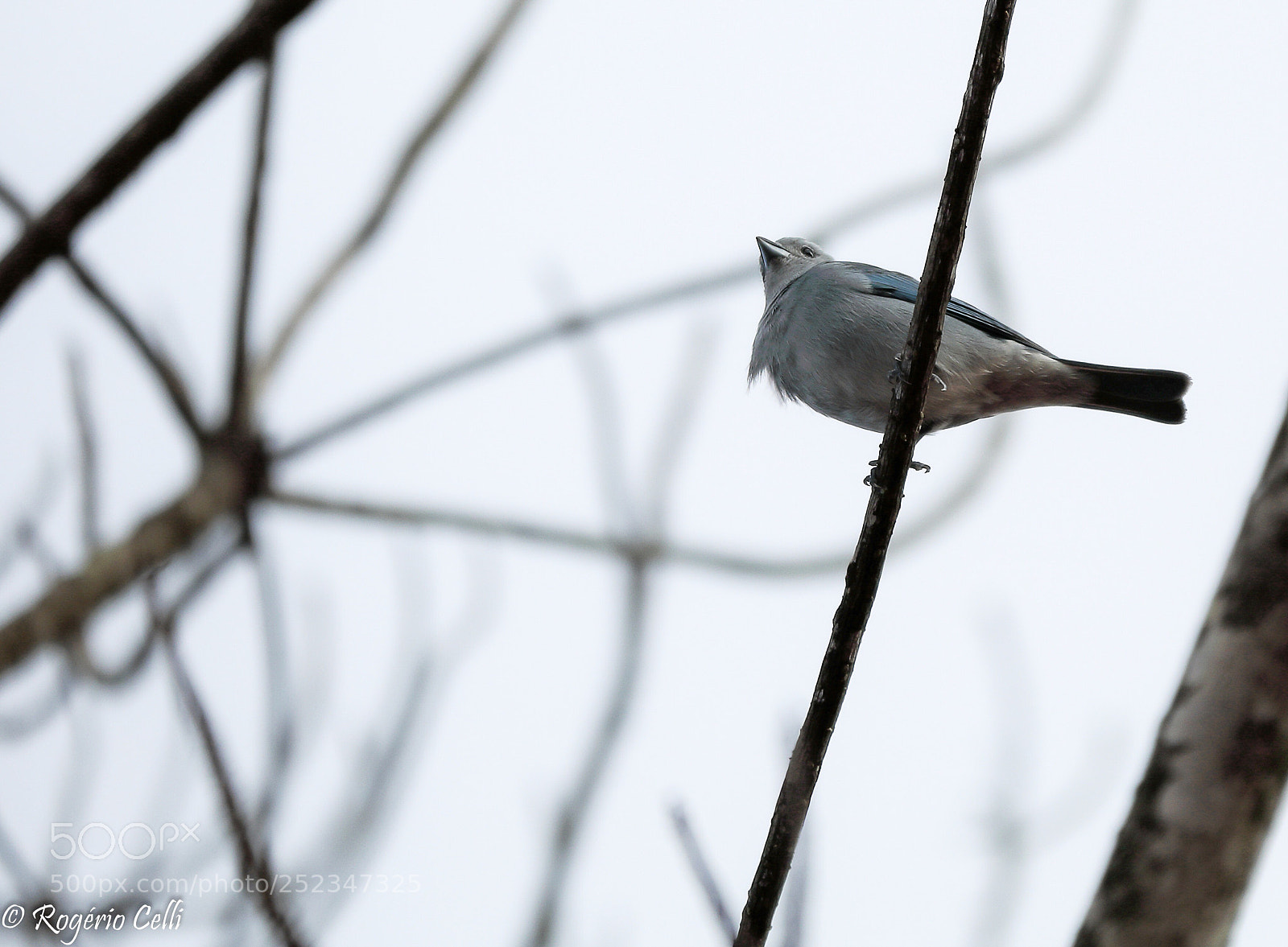 Canon EOS 5D Mark IV sample photo. Nature vibes | birds photography