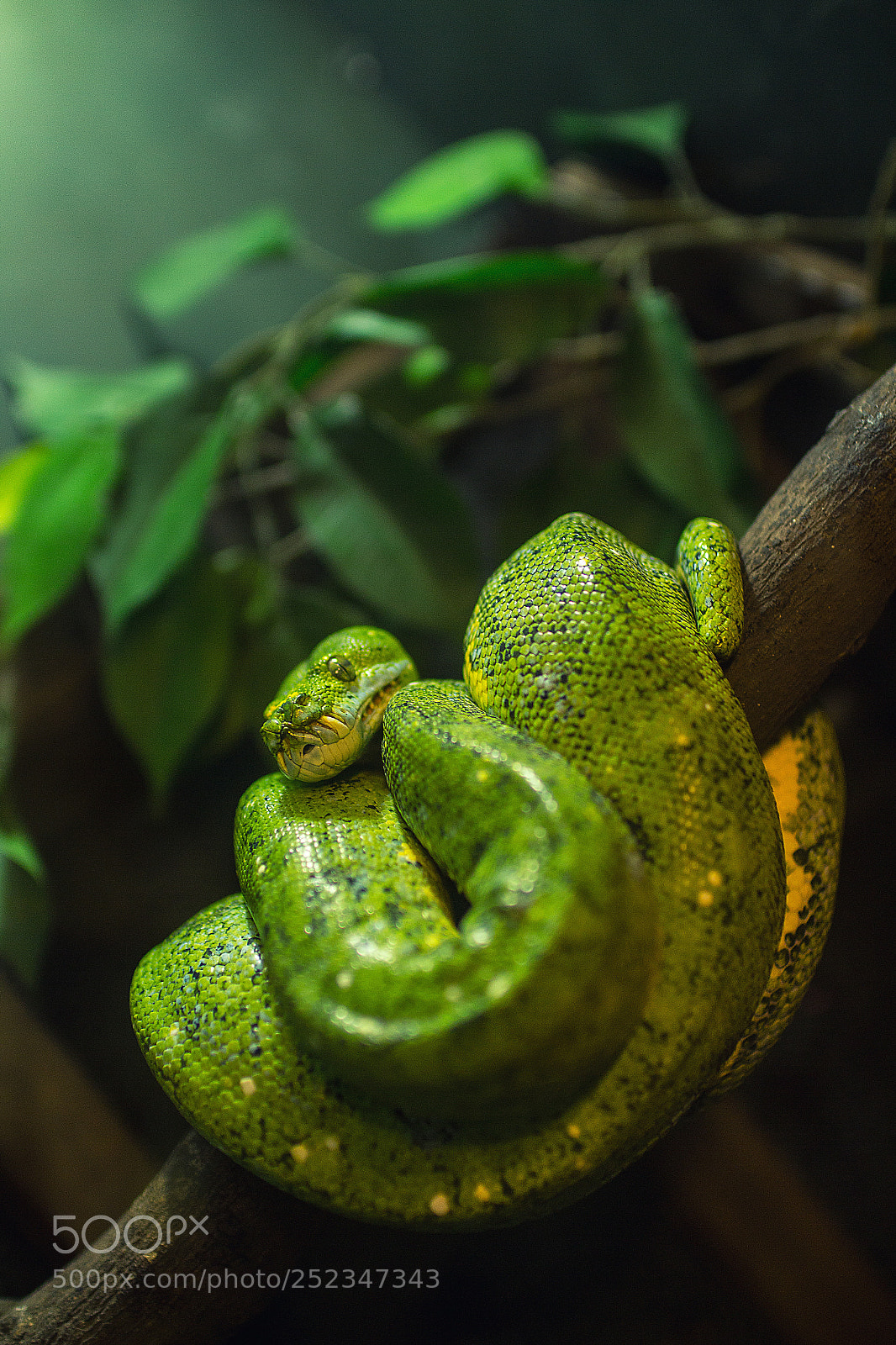 Canon EOS 700D (EOS Rebel T5i / EOS Kiss X7i) sample photo. Green snake photography