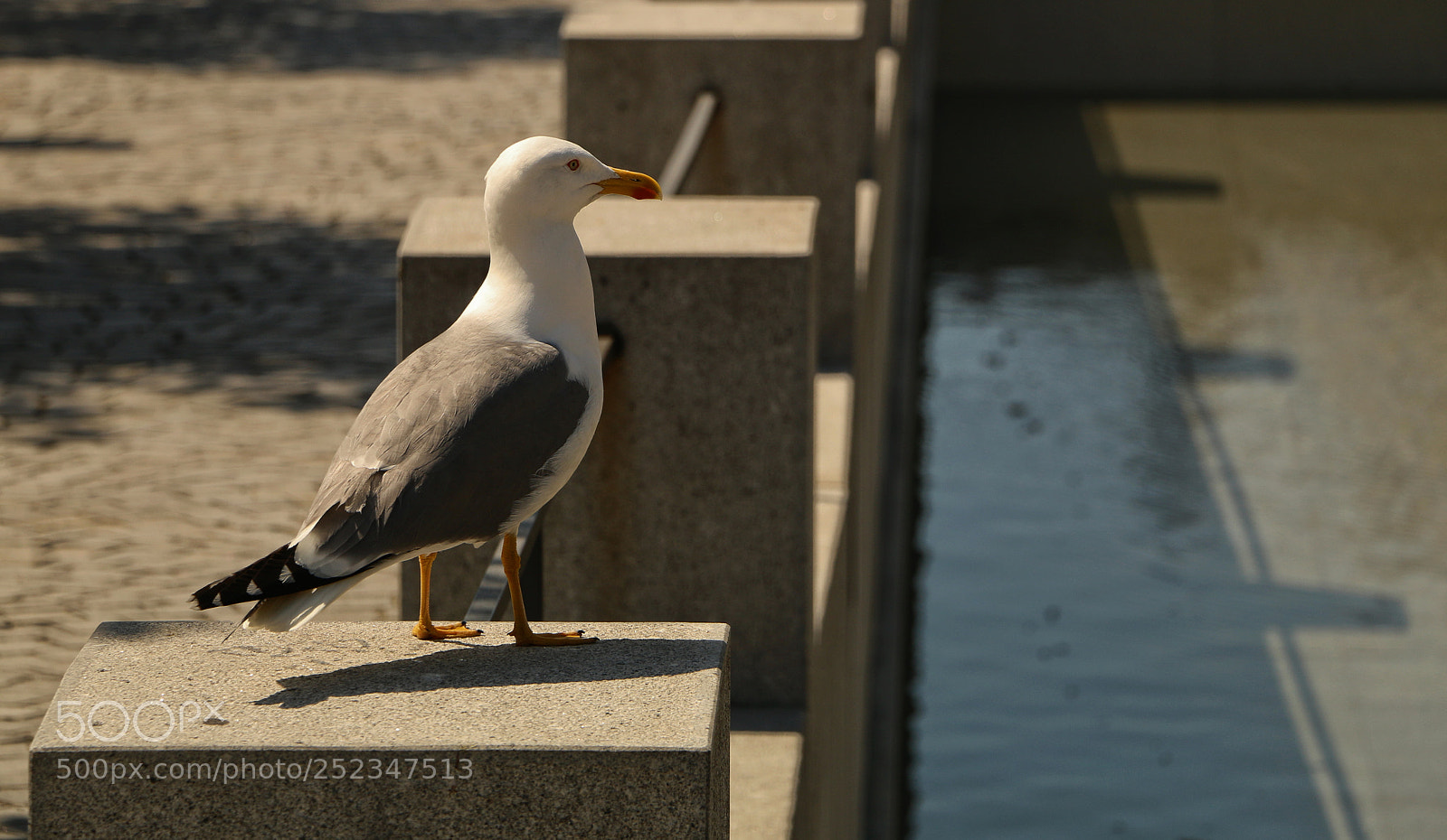 Canon EOS 70D sample photo. Seagull looking at the photography