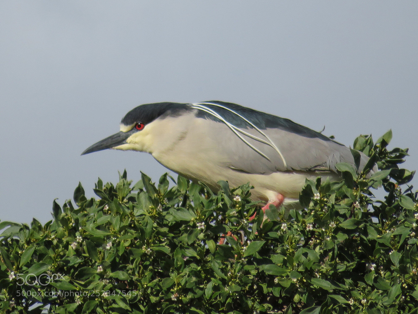 Canon PowerShot SX720 HS sample photo. Stalker photography