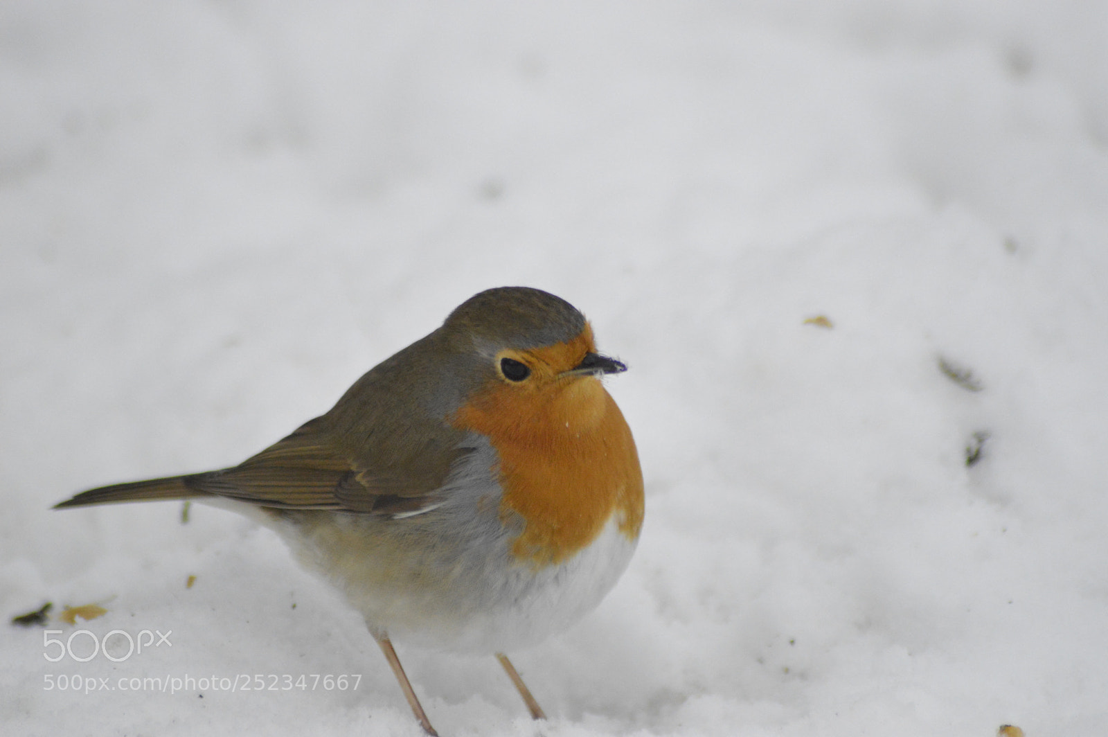 Nikon D3200 sample photo. Robin in snow photography