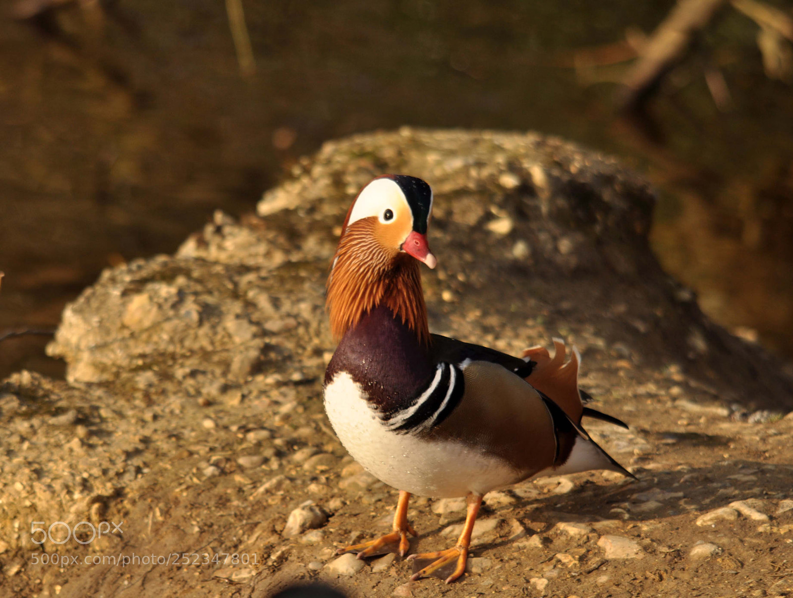 Nikon D90 sample photo. Mandarin duck photography