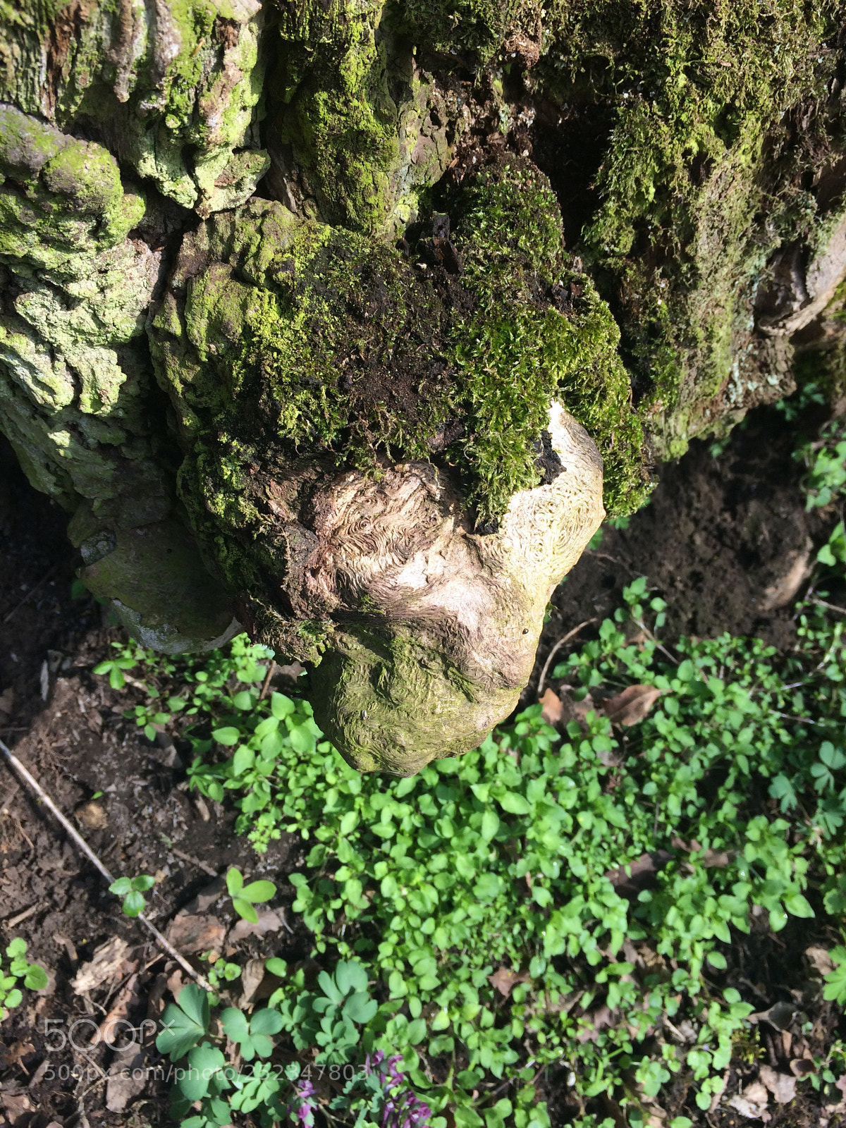 Apple iPhone 5s sample photo. Untitled photography