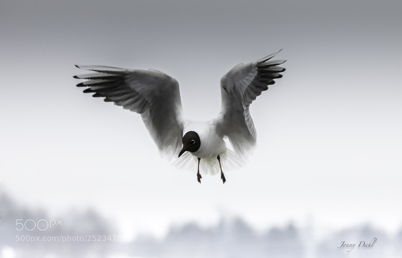 Canon EOS 5D Mark IV sample photo. Larus ridibudus photography
