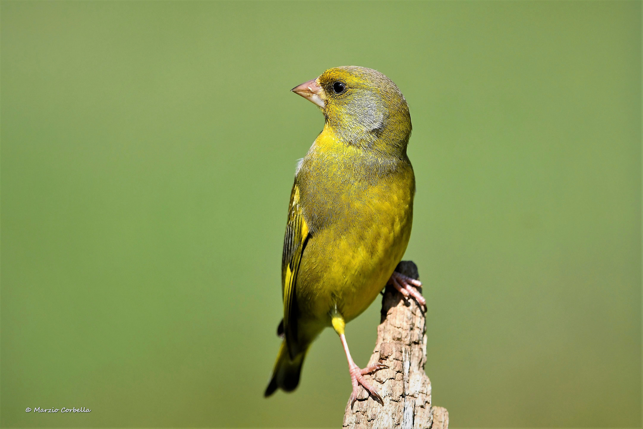 Nikon AF-S Nikkor 500mm F4E FL ED VR sample photo. What a beautiful bird i am photography