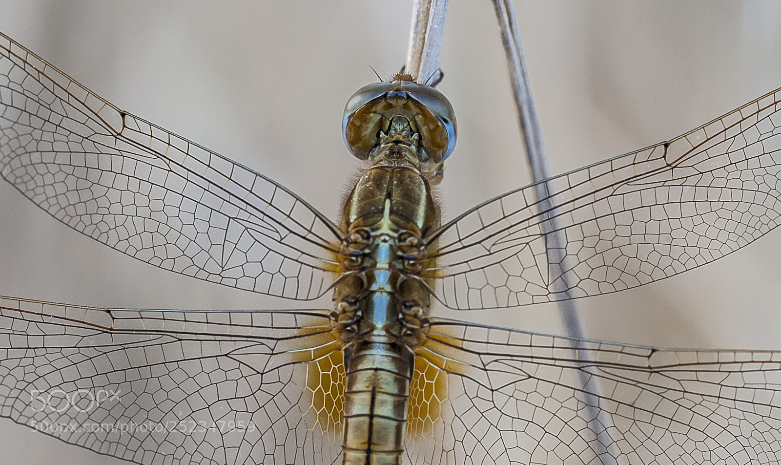 Nikon D3 sample photo. Dragonfly photography