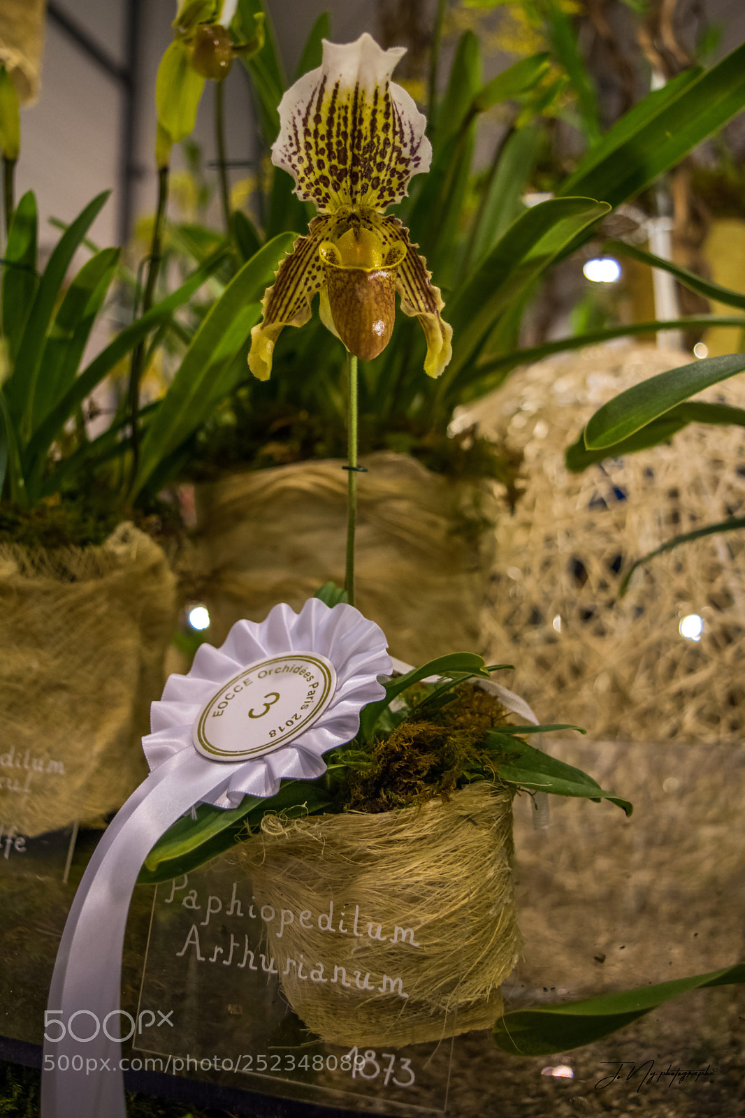Nikon D3300 sample photo. Orchids photography