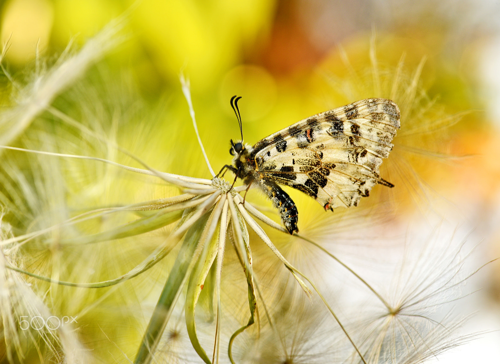 Nikon AF-S Micro-Nikkor 105mm F2.8G IF-ED VR sample photo. Butterfly photography