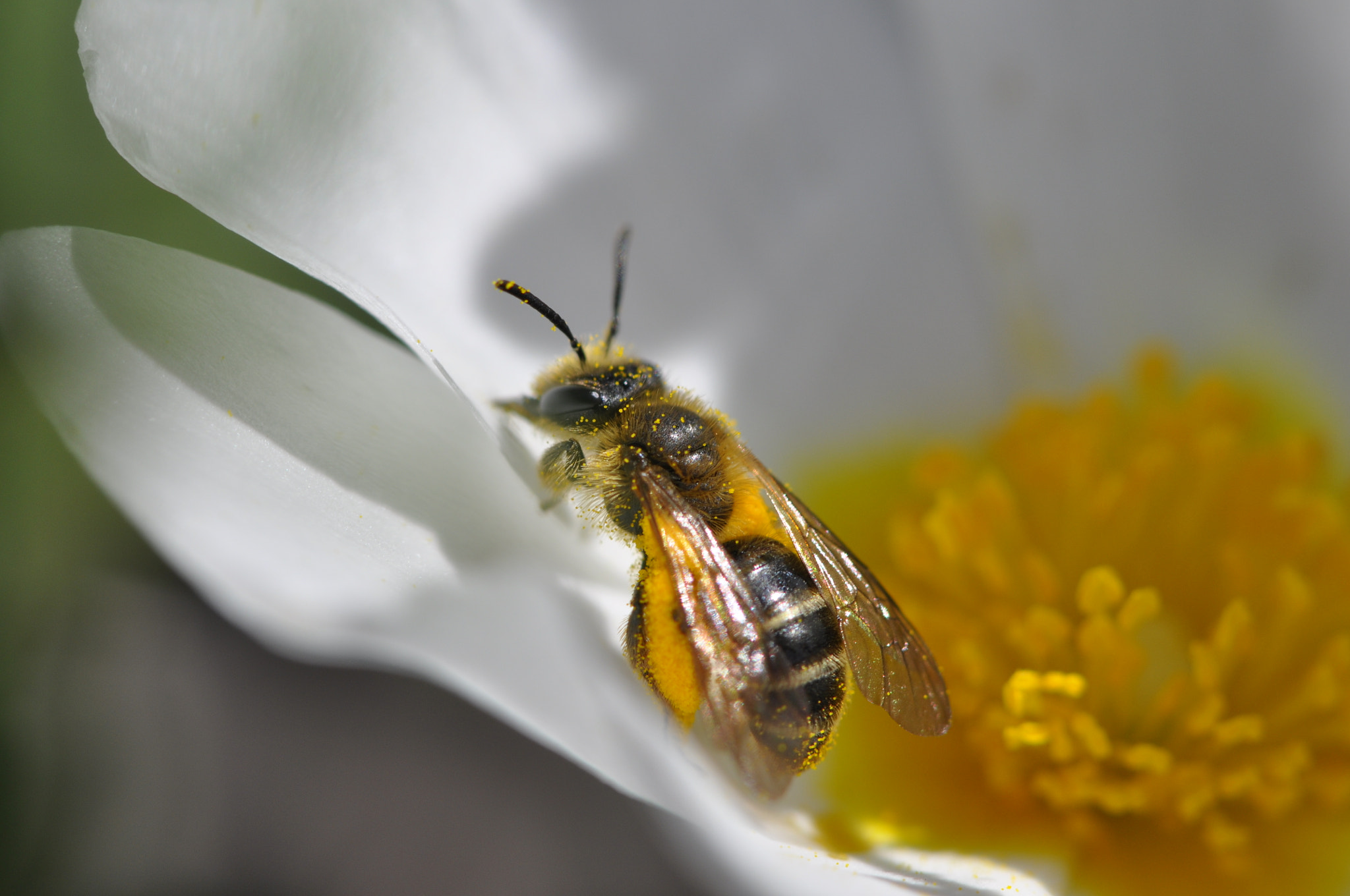 Nikon AF-S Micro-Nikkor 105mm F2.8G IF-ED VR sample photo. Dsc photography