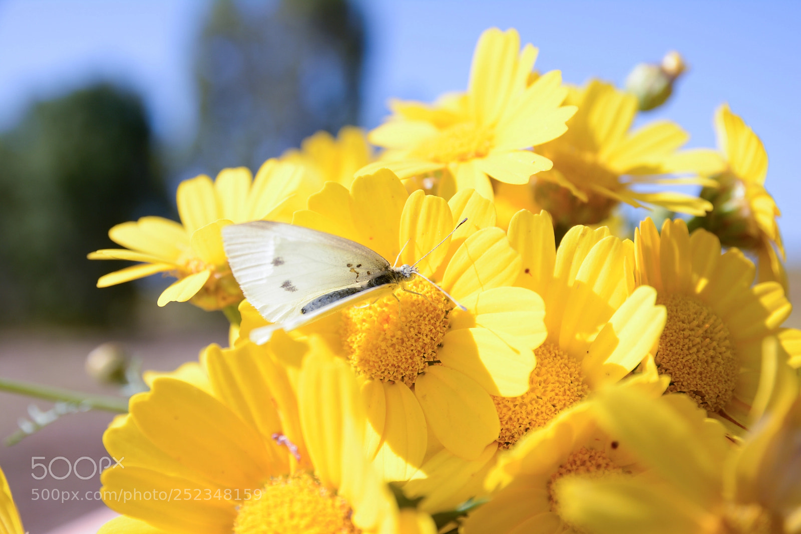 Nikon D7100 sample photo. Edited photography
