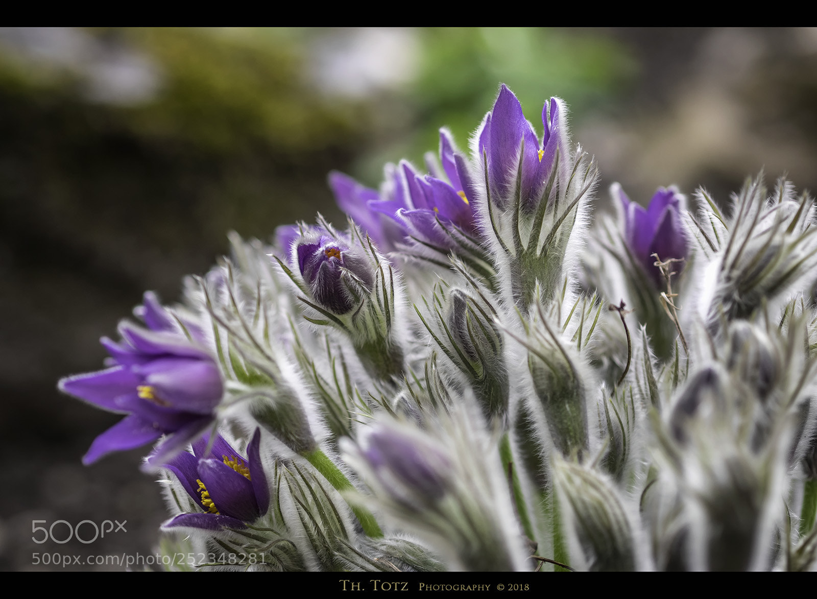 Olympus OM-D E-M1 sample photo. Anemones photography