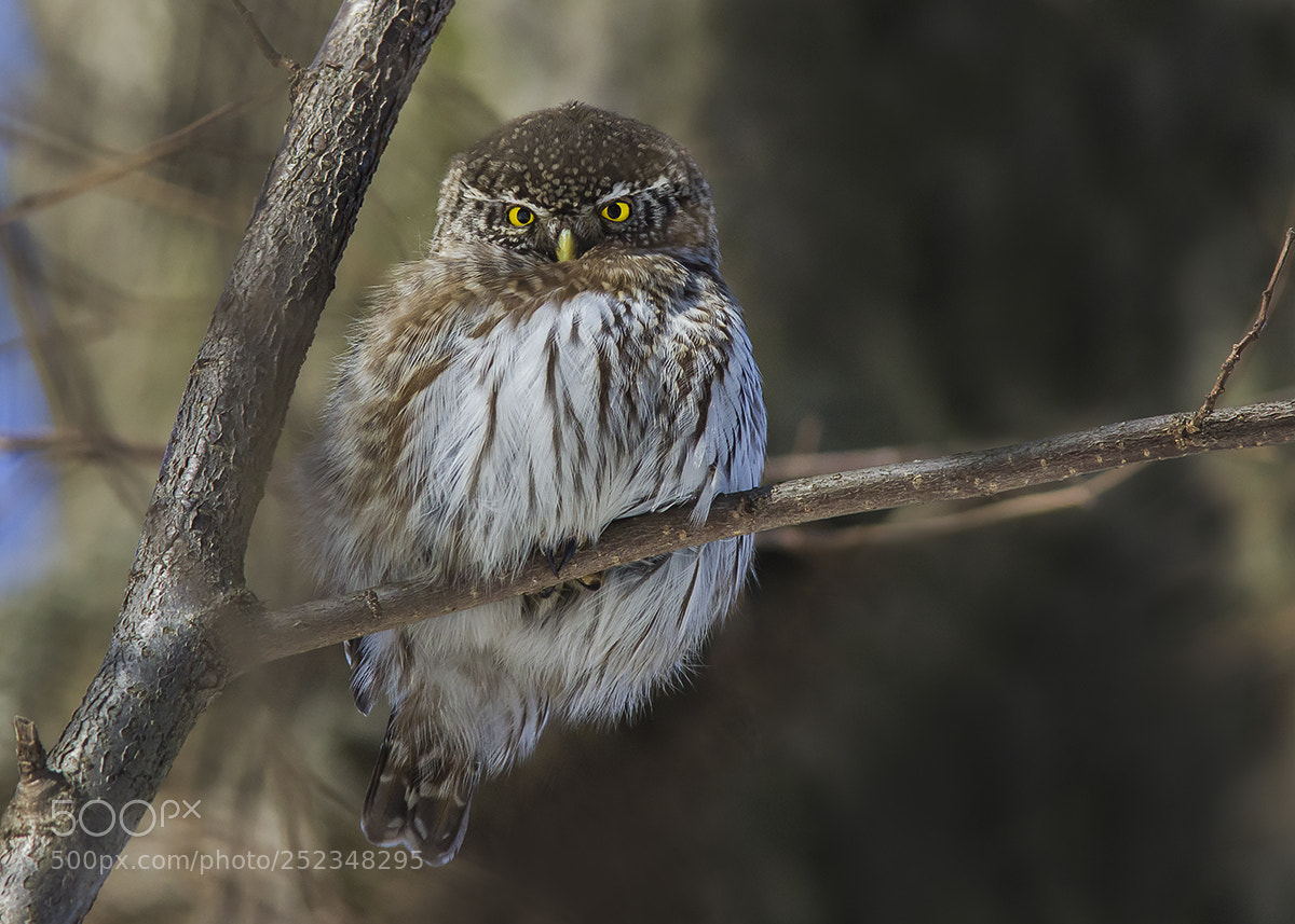 Canon EOS 7D Mark II sample photo. Воробьиный сыч photography