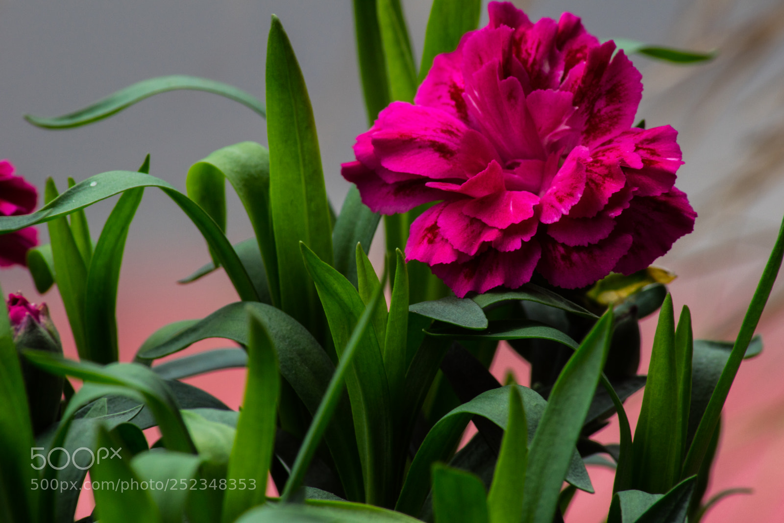 Sony SLT-A68 sample photo. Topfpflanze photography