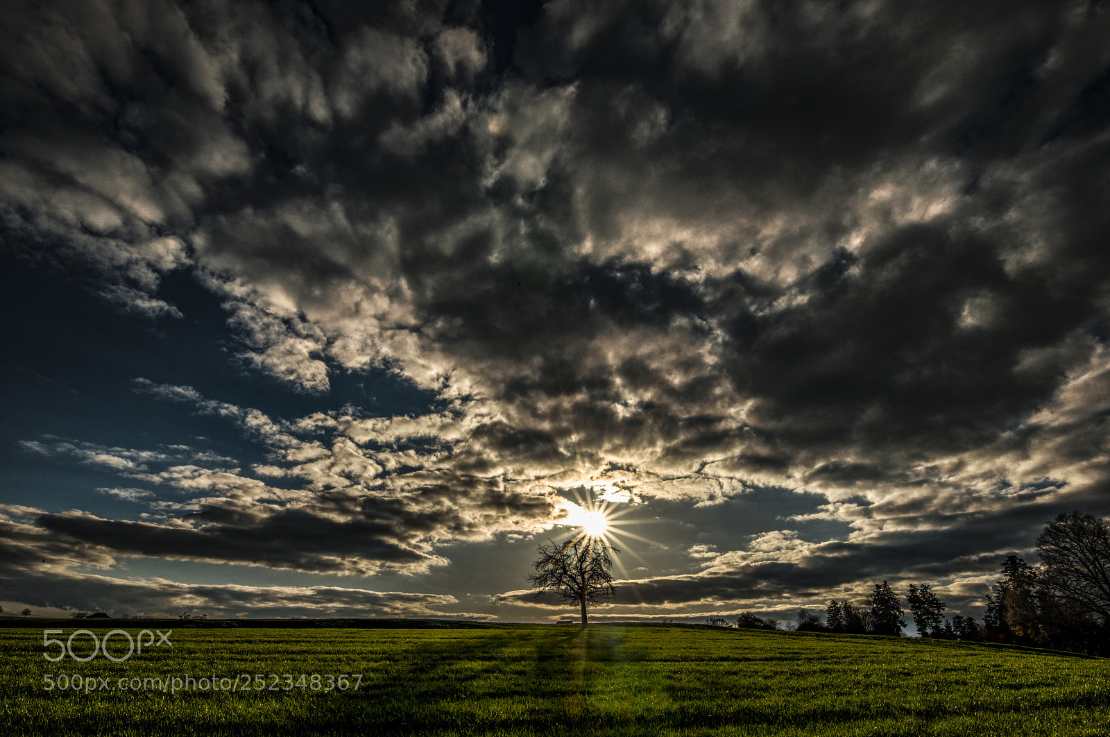 Nikon D800 sample photo. Sunset tree photography