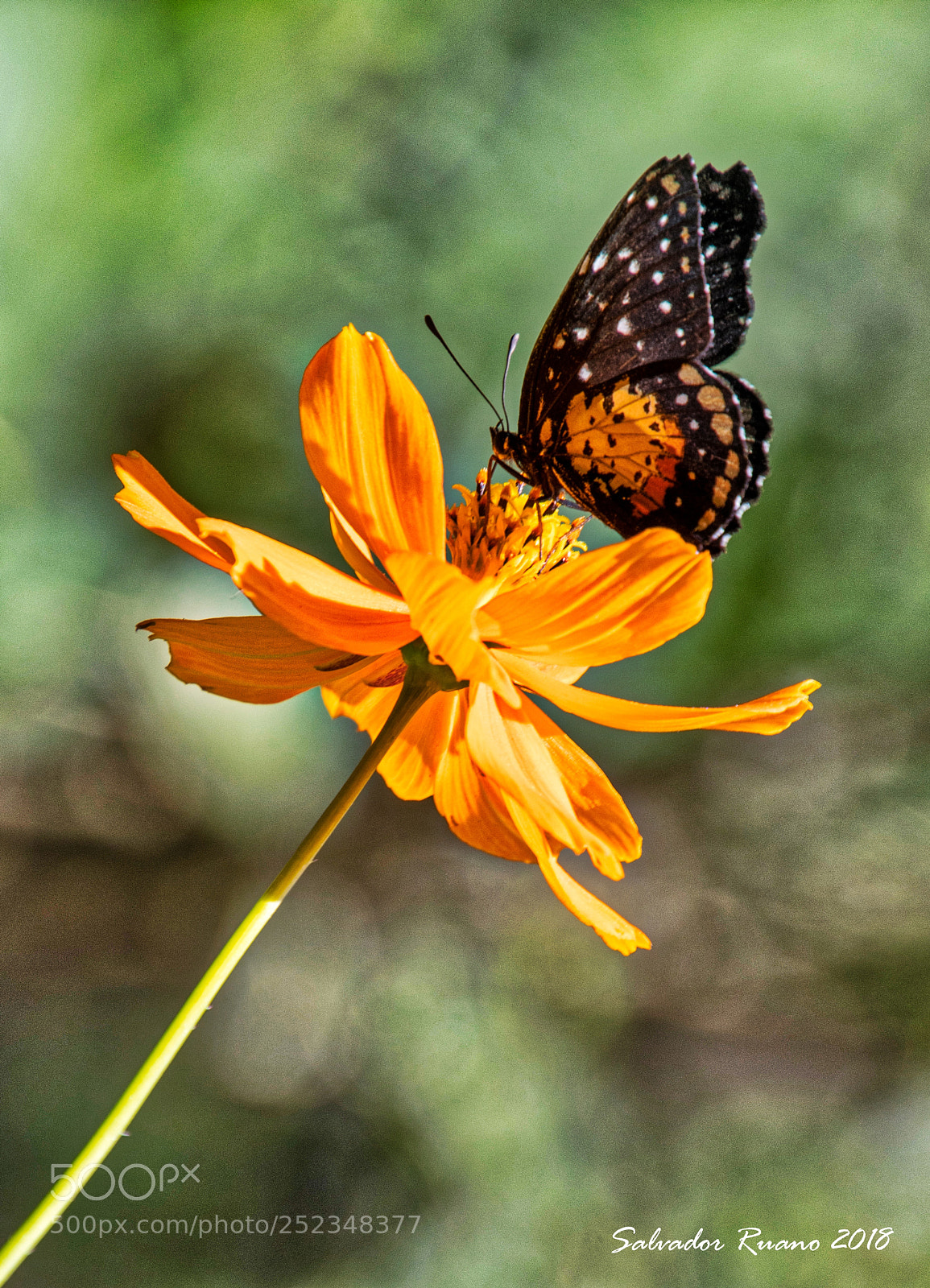 Nikon D7500 sample photo. Yellow black butterfly photography