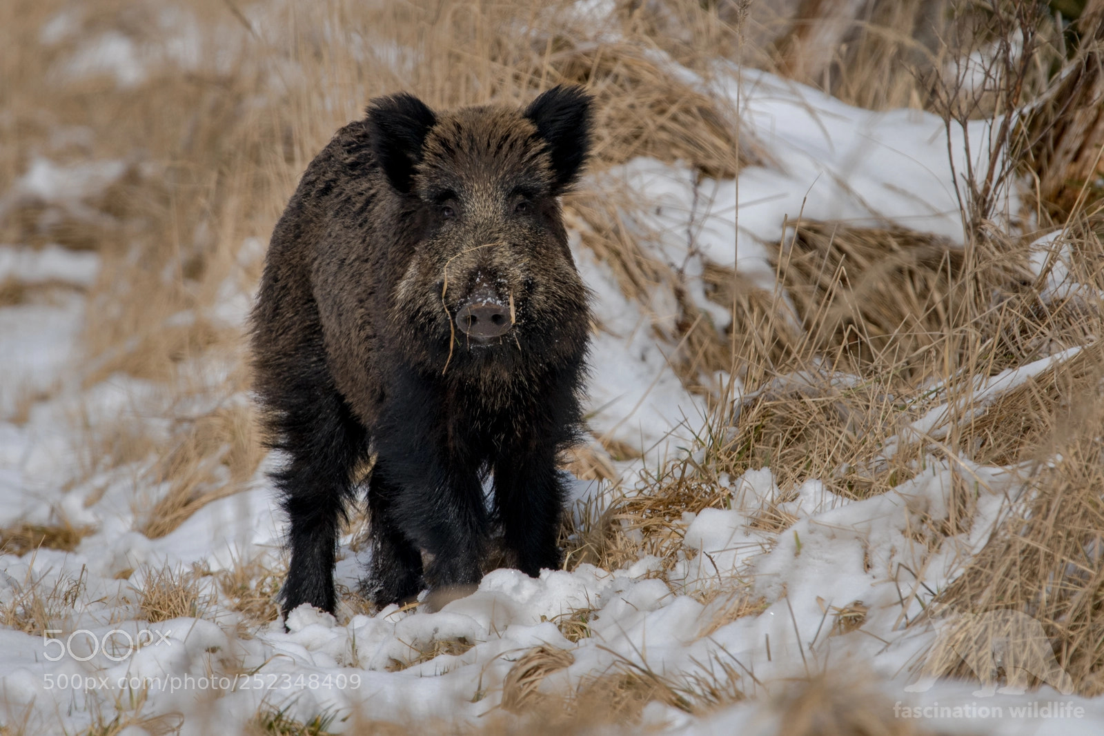 Nikon D850 sample photo. Wild boar photography