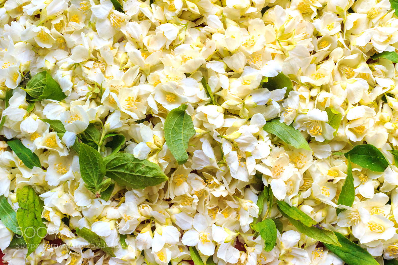 Canon EOS 650D (EOS Rebel T4i / EOS Kiss X6i) sample photo. Jasmine flower background photography
