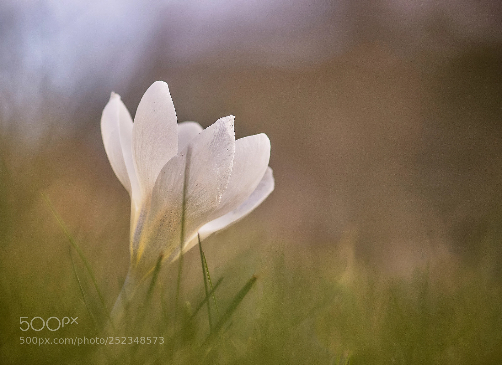 Sony ILCA-77M2 sample photo. Spring photography