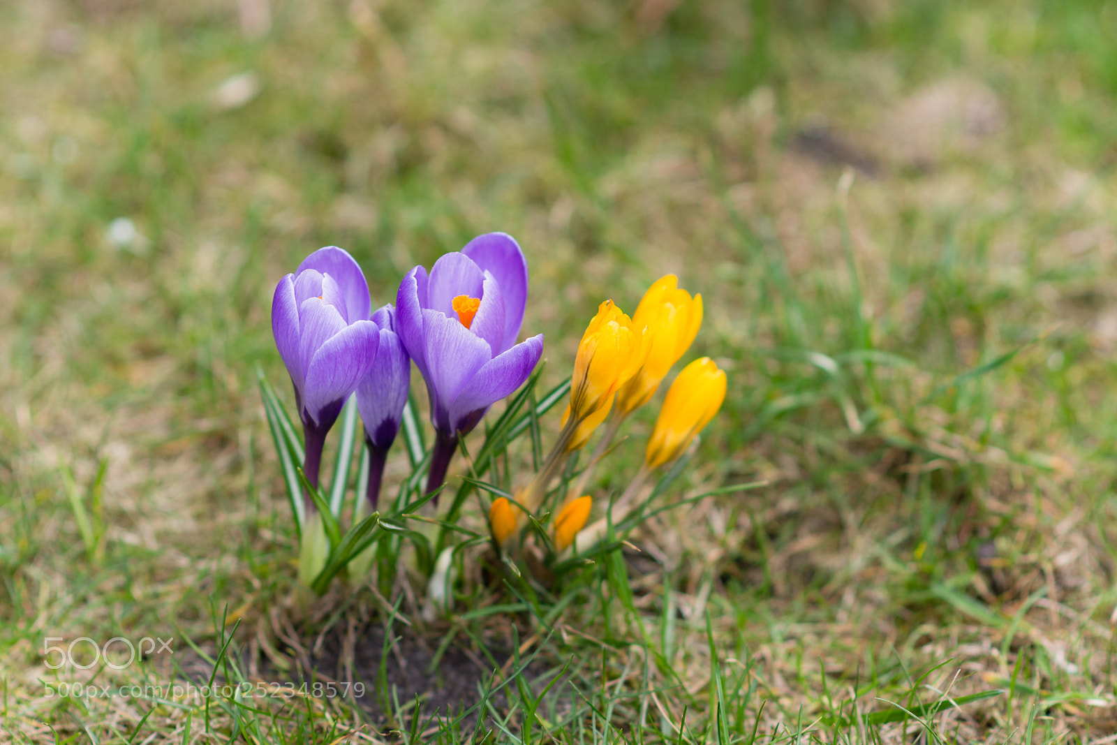 Nikon D7200 sample photo. Spring is coming (2) photography
