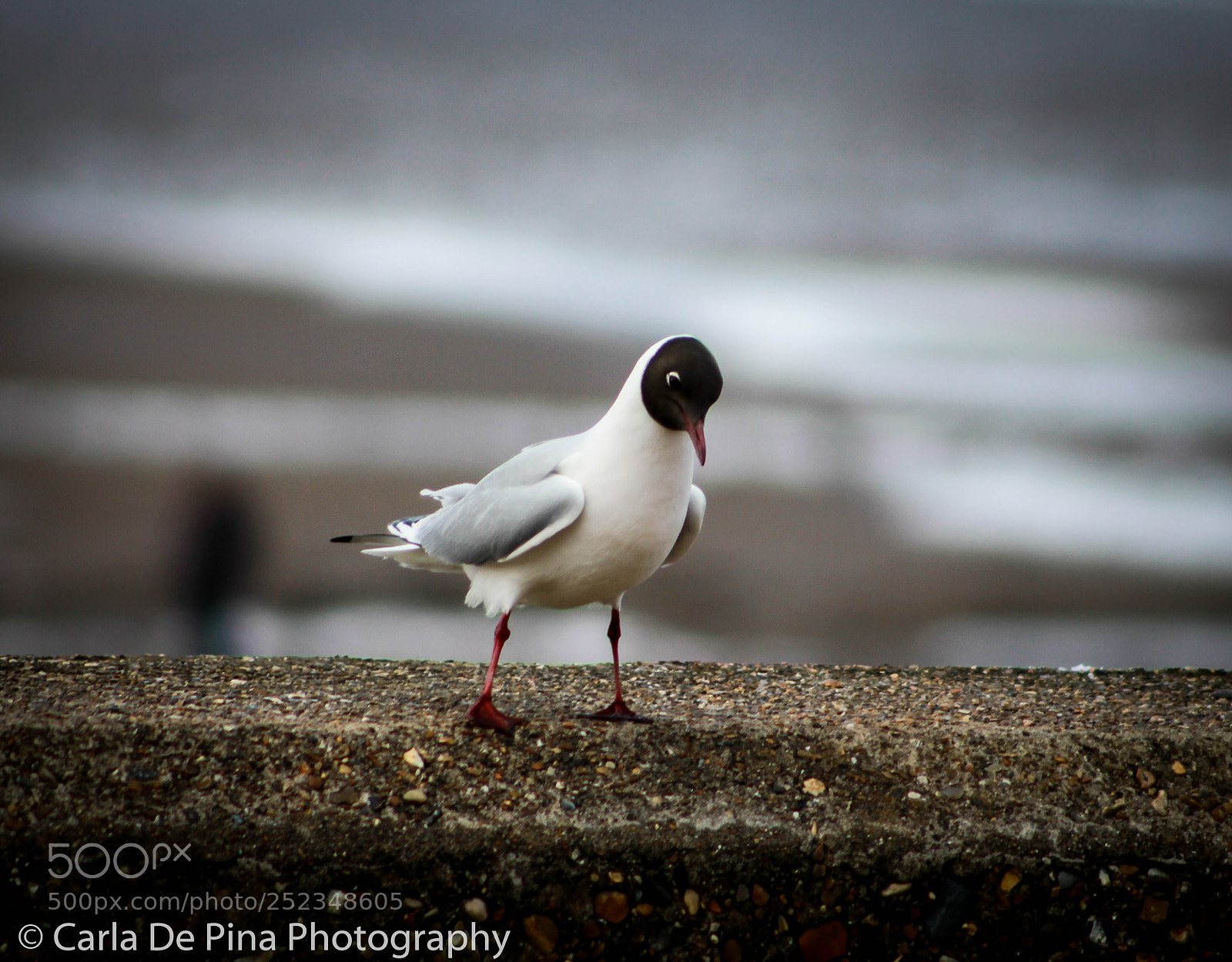 Canon EOS 700D (EOS Rebel T5i / EOS Kiss X7i) sample photo. Little seagull photography