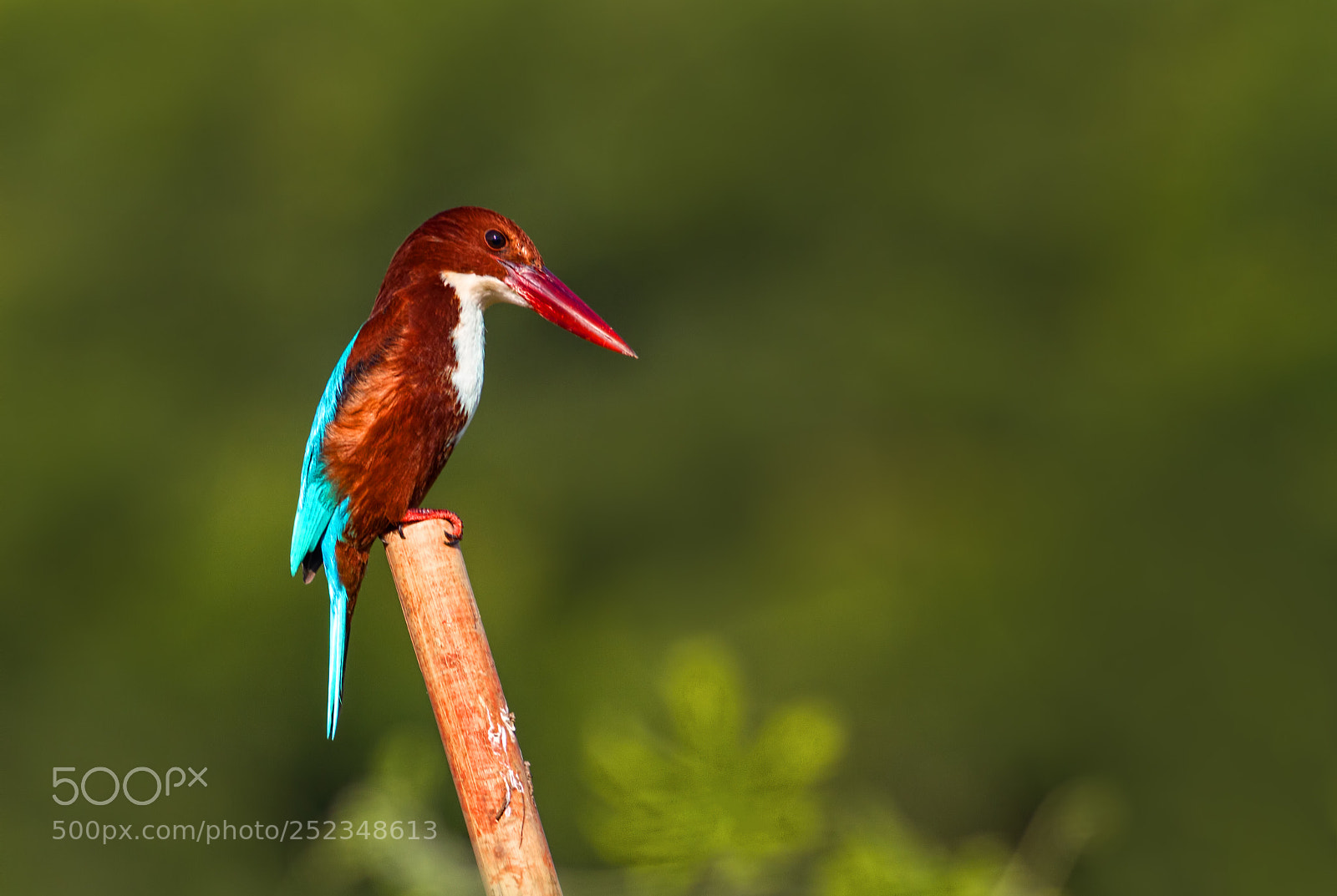 Canon EOS 7D sample photo. White throated kingfisher.... photography