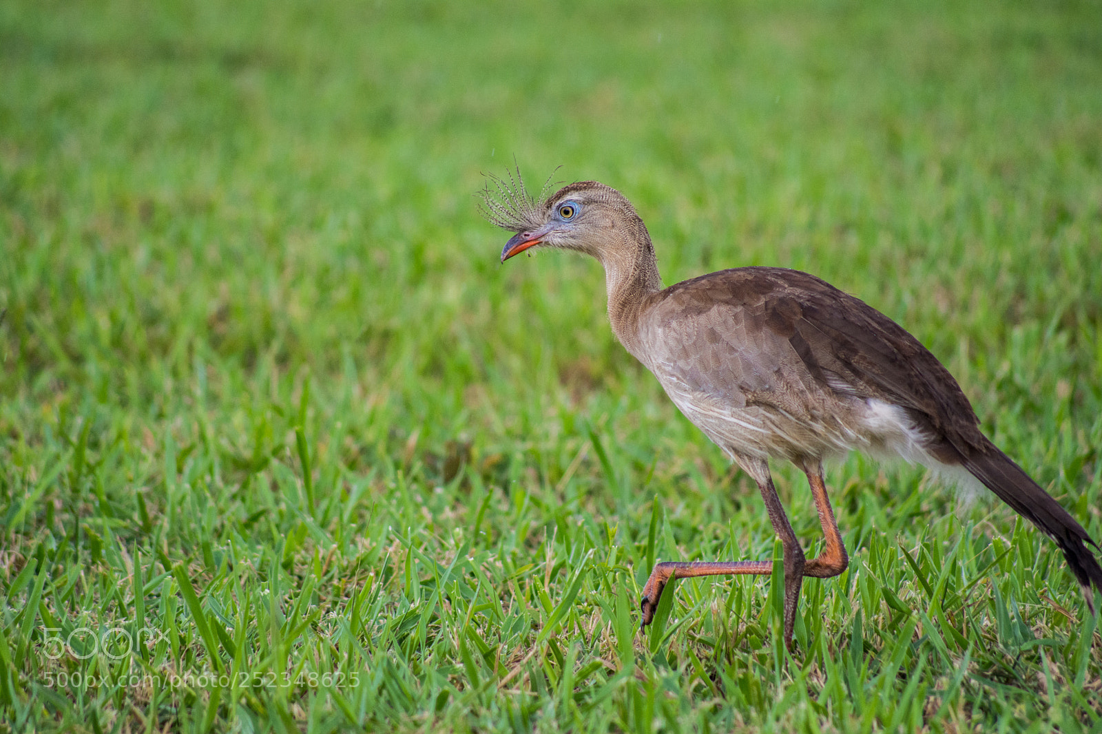 Nikon D5200 sample photo. Bird photography