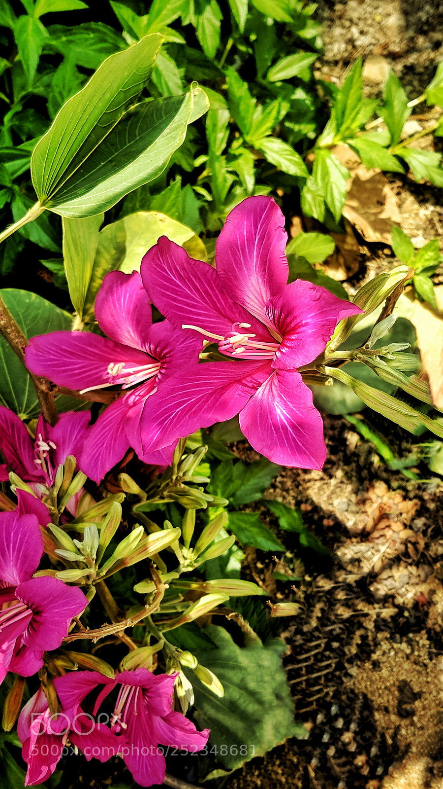 Samsung Galaxy S8+ sample photo. Blossom photography