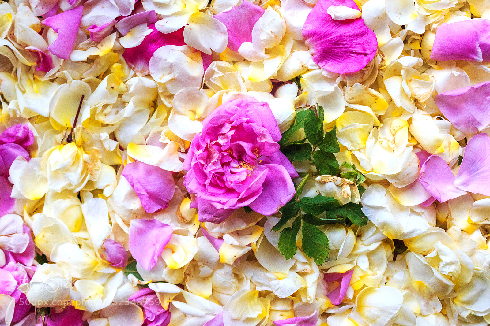 Canon EOS 650D (EOS Rebel T4i / EOS Kiss X6i) sample photo. Pink rose on petals photography