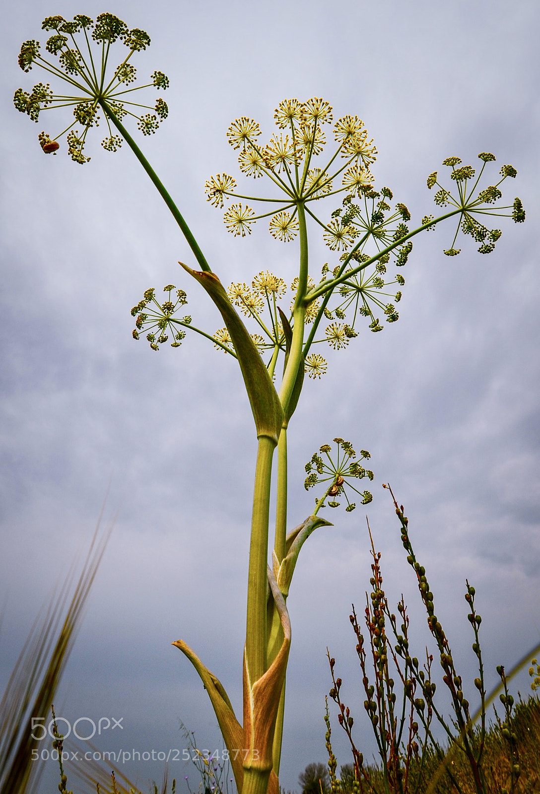 Nikon D700 sample photo. A soft explosion photography