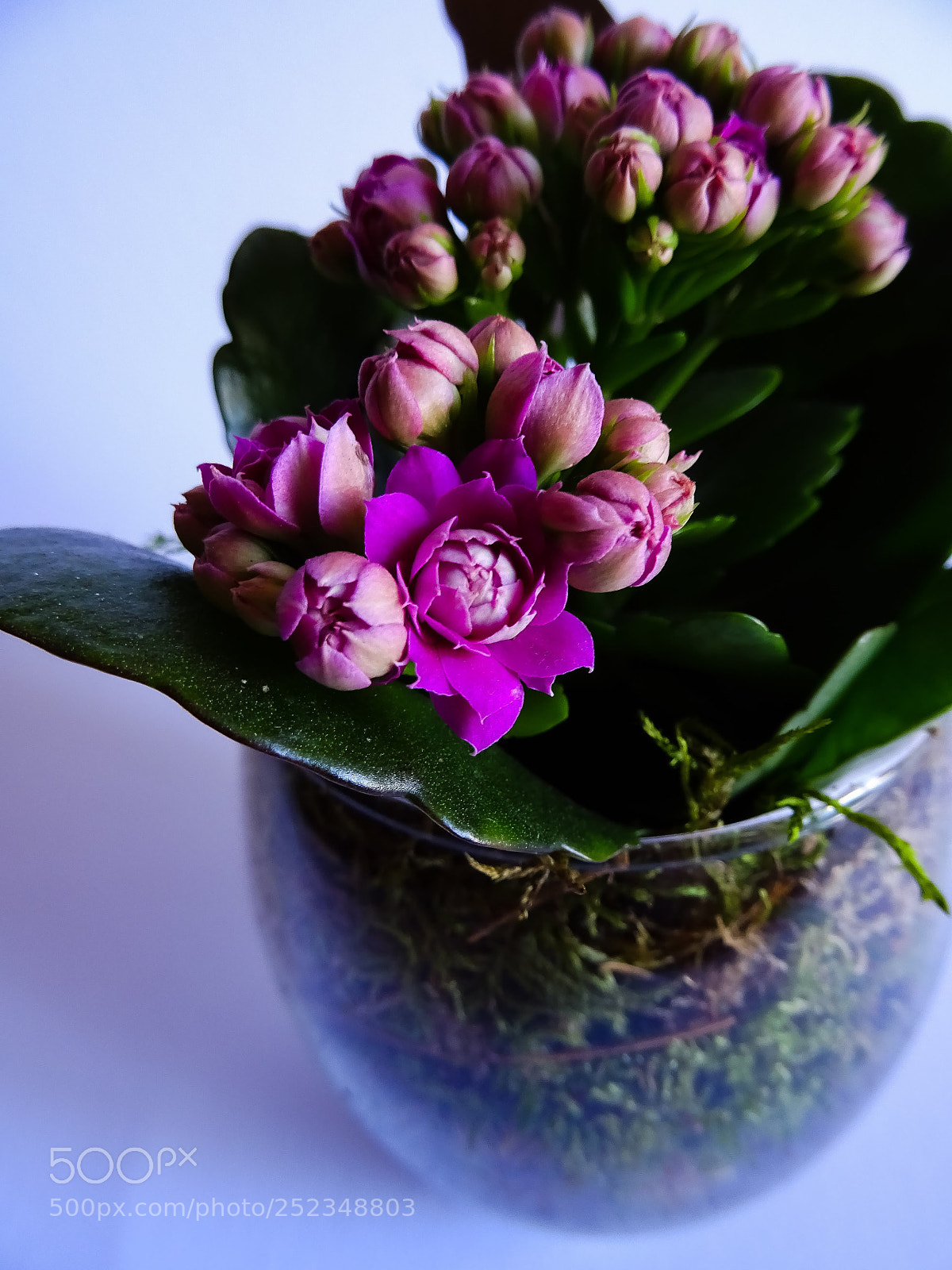 Sony DSC-HX60 sample photo. Mad purple photography