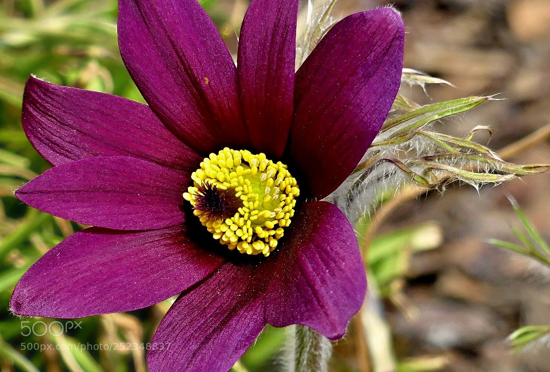 Panasonic Lumix DMC-FZ300 sample photo. Spring in the garden photography