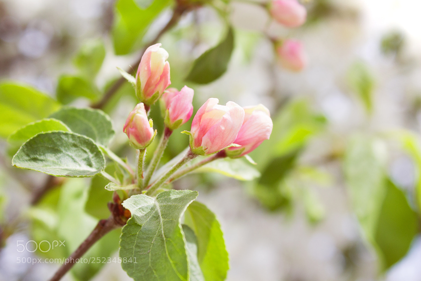 Canon EOS 650D (EOS Rebel T4i / EOS Kiss X6i) sample photo. Blossoming apple tree photography