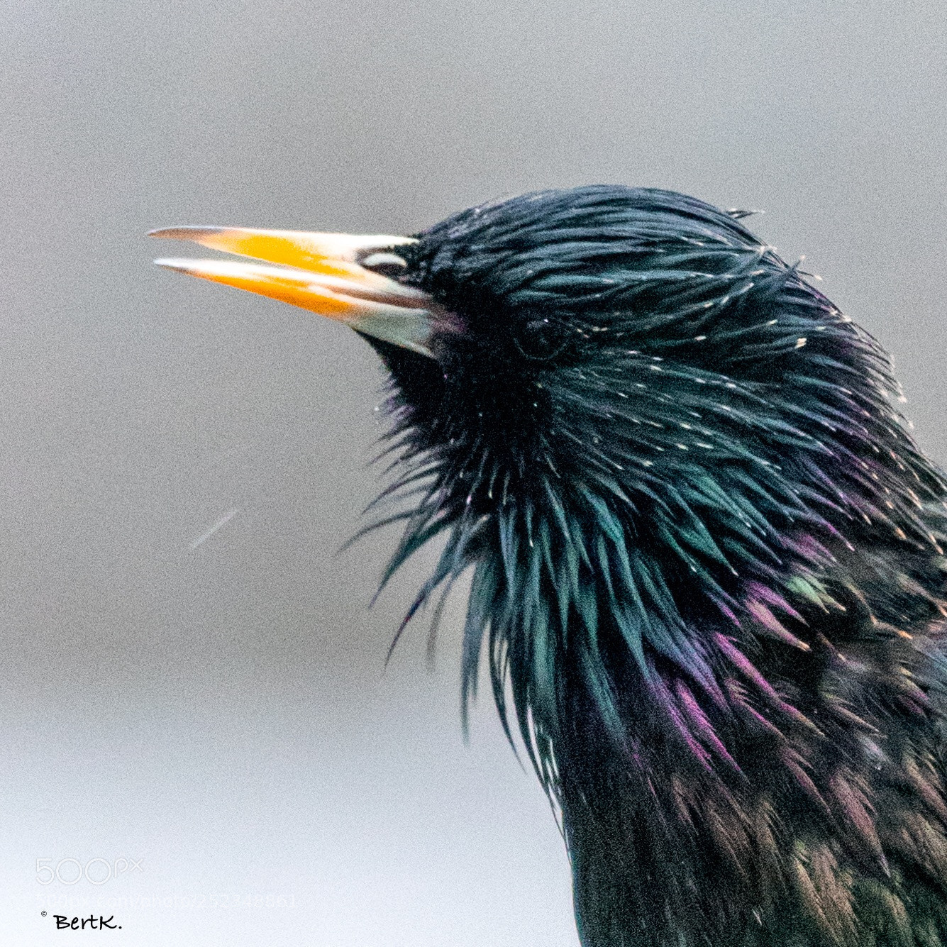 Nikon D500 sample photo. Portrait of a starling. photography