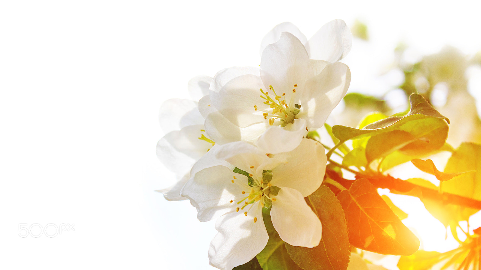 Canon EOS 650D (EOS Rebel T4i / EOS Kiss X6i) sample photo. Flowering spring tree at photography