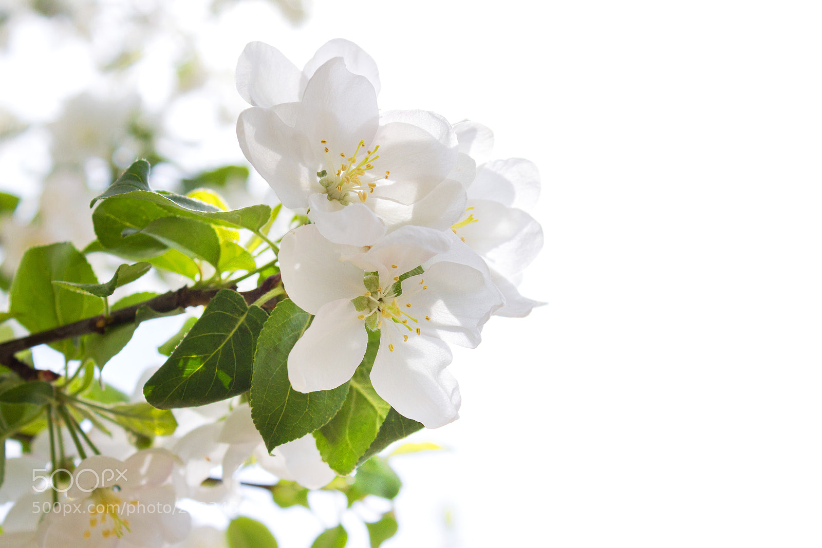 Canon EOS 650D (EOS Rebel T4i / EOS Kiss X6i) sample photo. Flowering spring tree photography