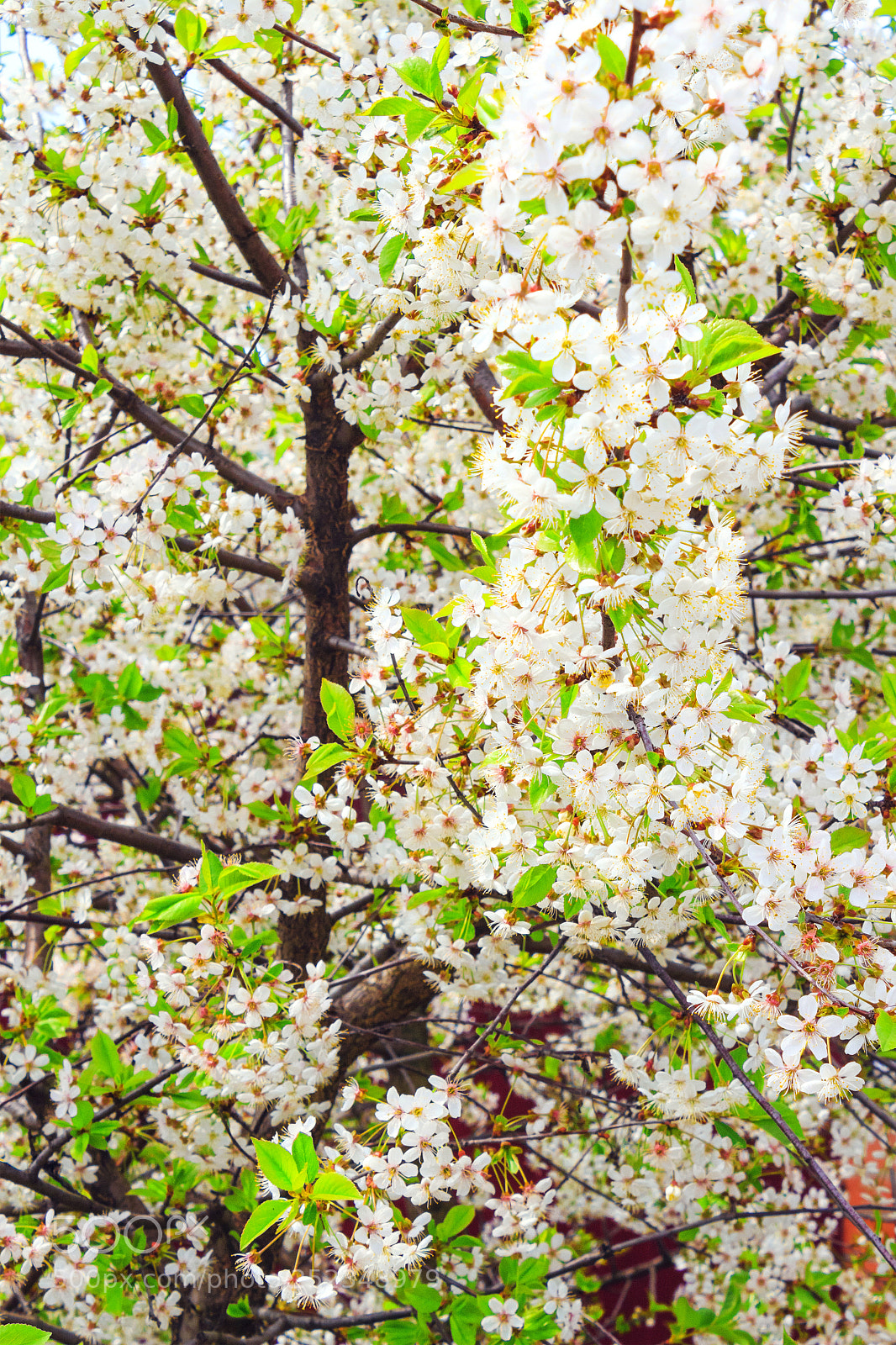 Canon EOS 650D (EOS Rebel T4i / EOS Kiss X6i) sample photo. Blossom tree. spring white photography