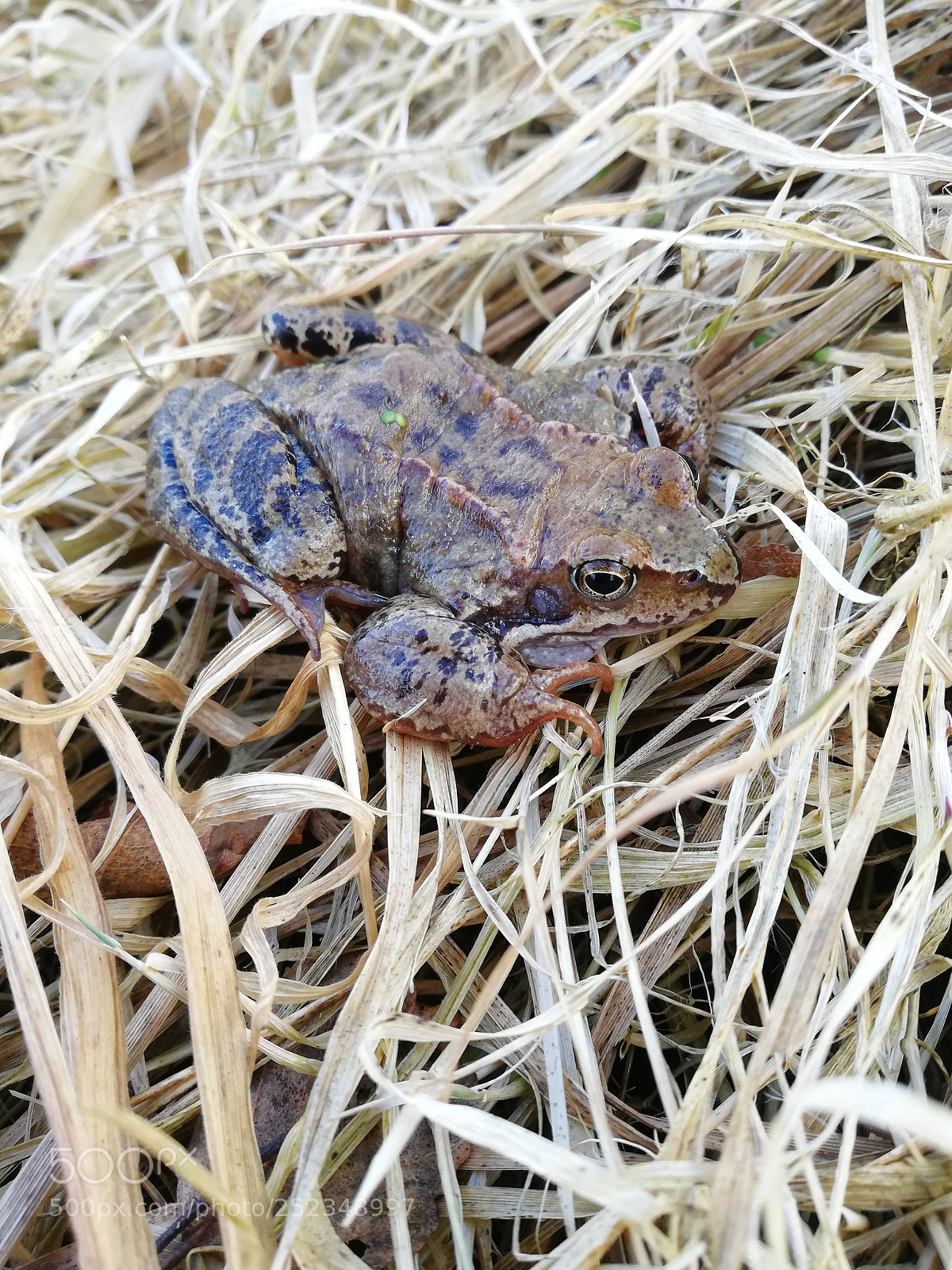 HUAWEI Mate 10 Lite sample photo. Untitled photography