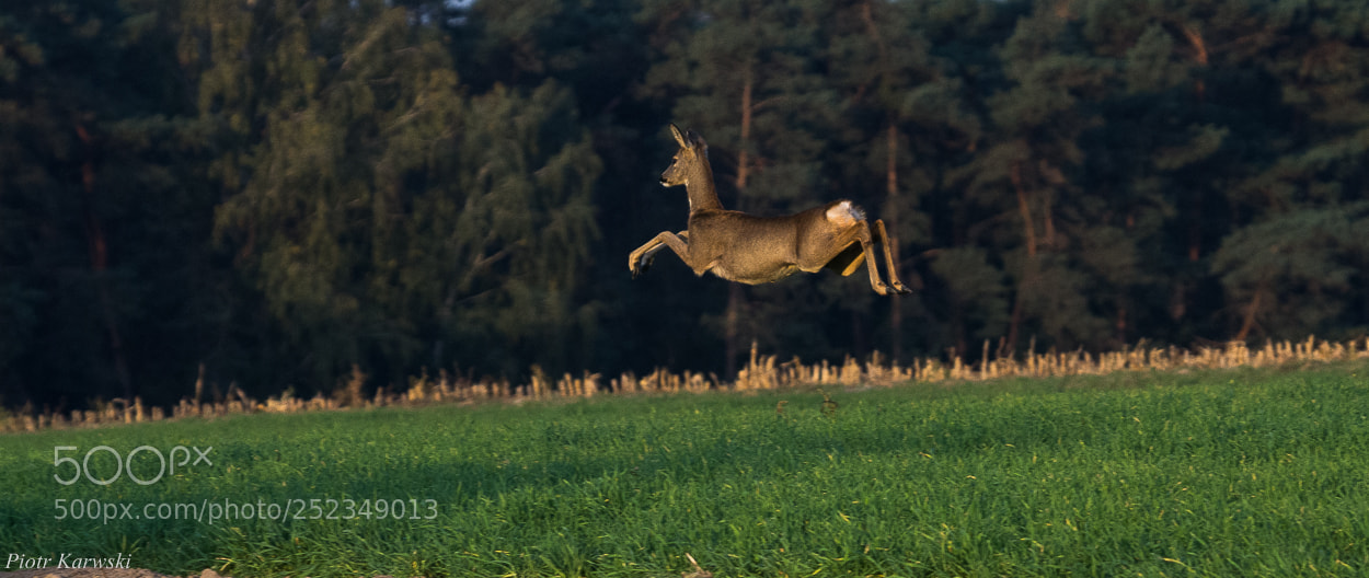 Pentax K-r sample photo. Roe deer in flight photography