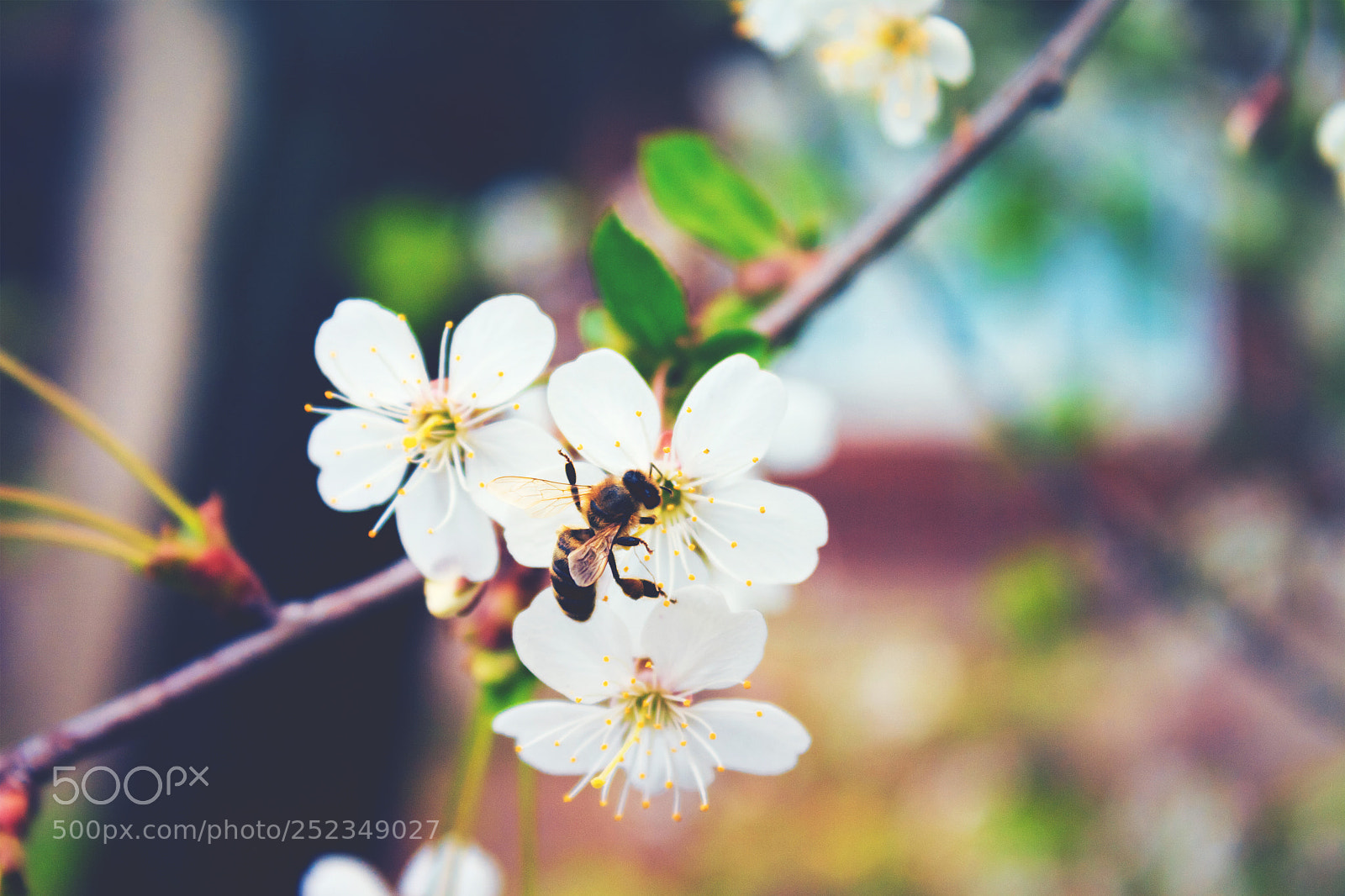 Canon EOS 650D (EOS Rebel T4i / EOS Kiss X6i) sample photo. Bee on the white photography