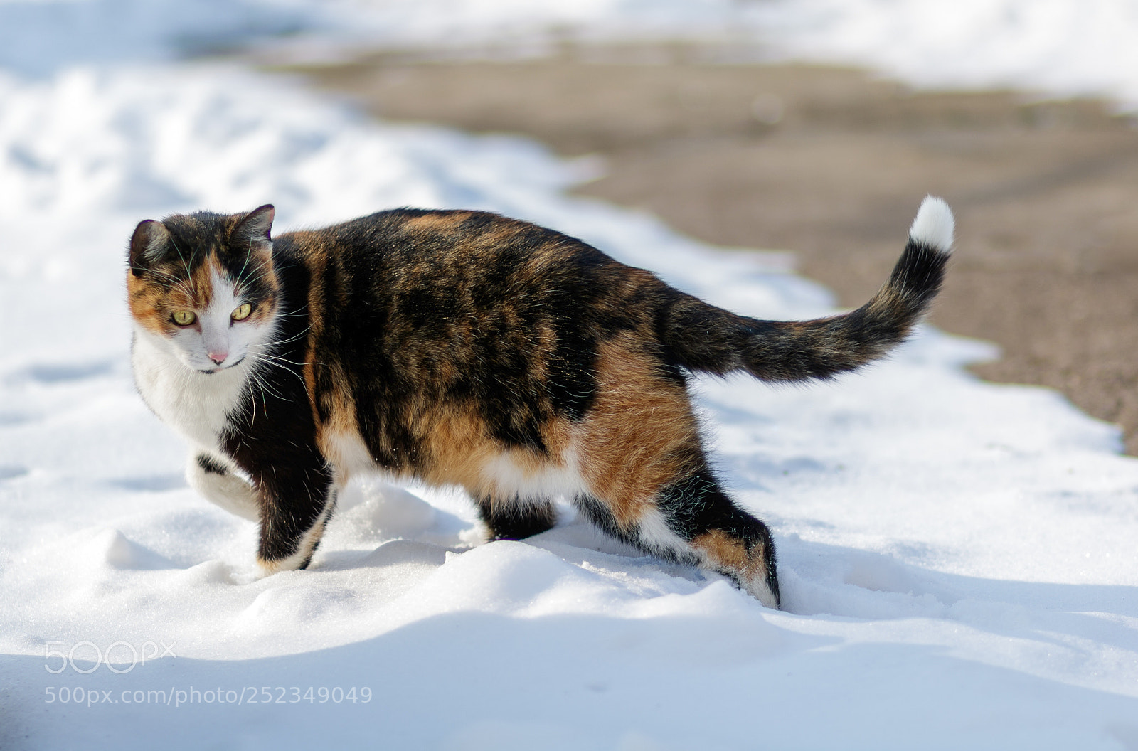 Canon EOS 760D (EOS Rebel T6s / EOS 8000D) sample photo. Kitty in the snow photography