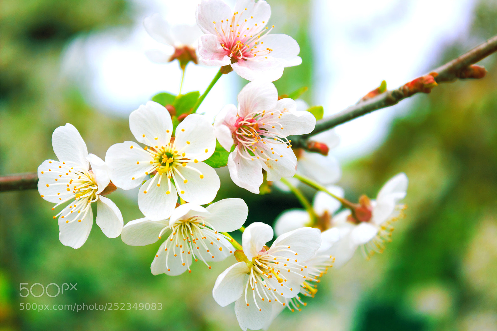 Canon EOS 650D (EOS Rebel T4i / EOS Kiss X6i) sample photo. White flowers on a photography